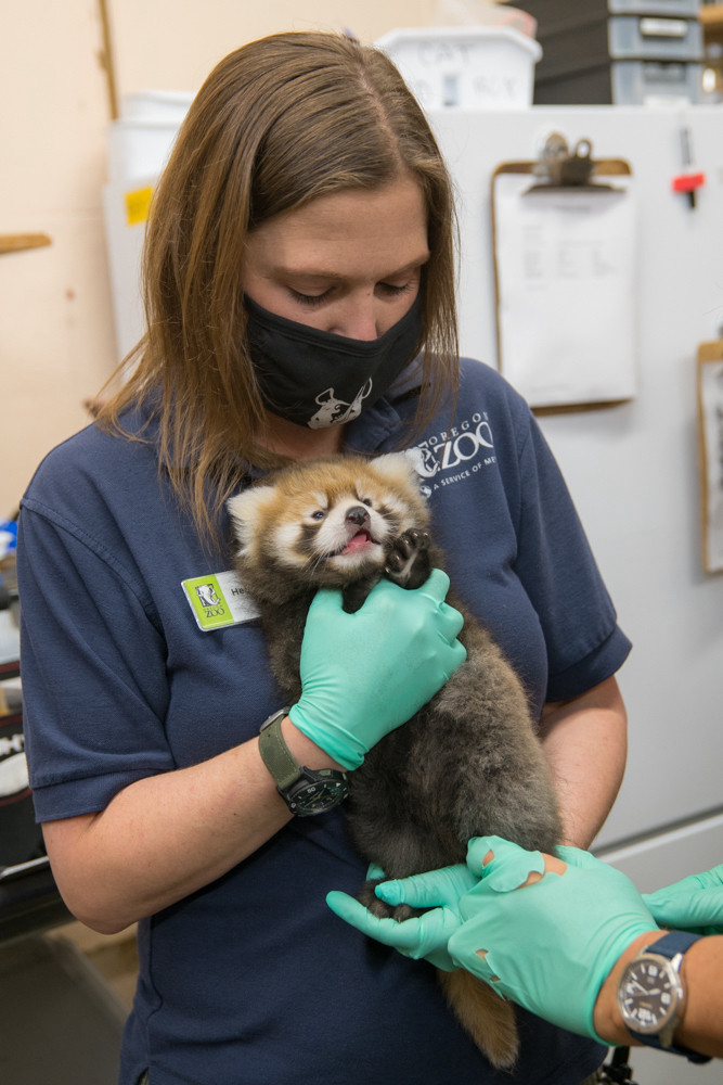 A vet tech with a red panda cub