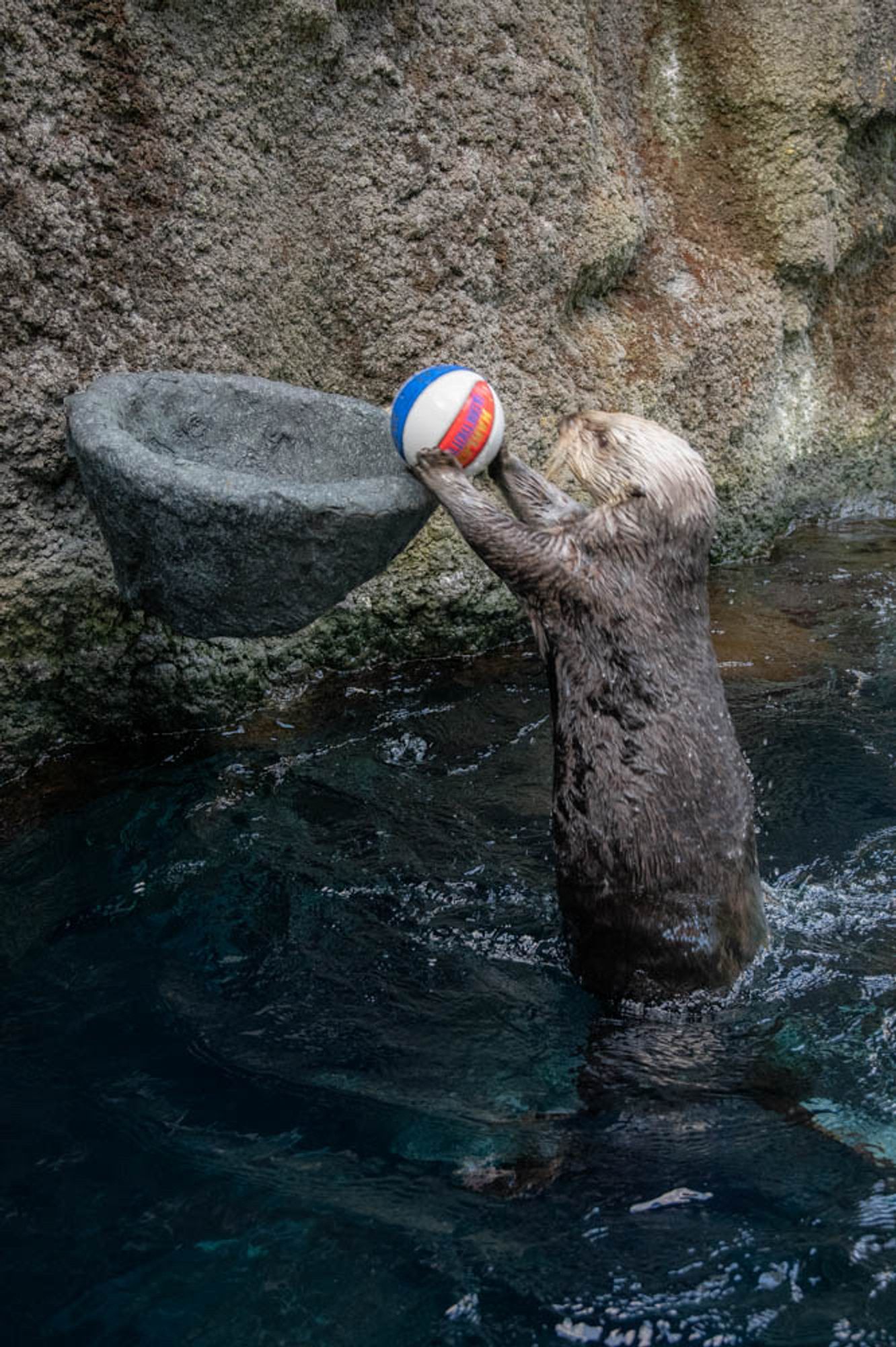 Sea otter Juno putting a ball in a hoop
