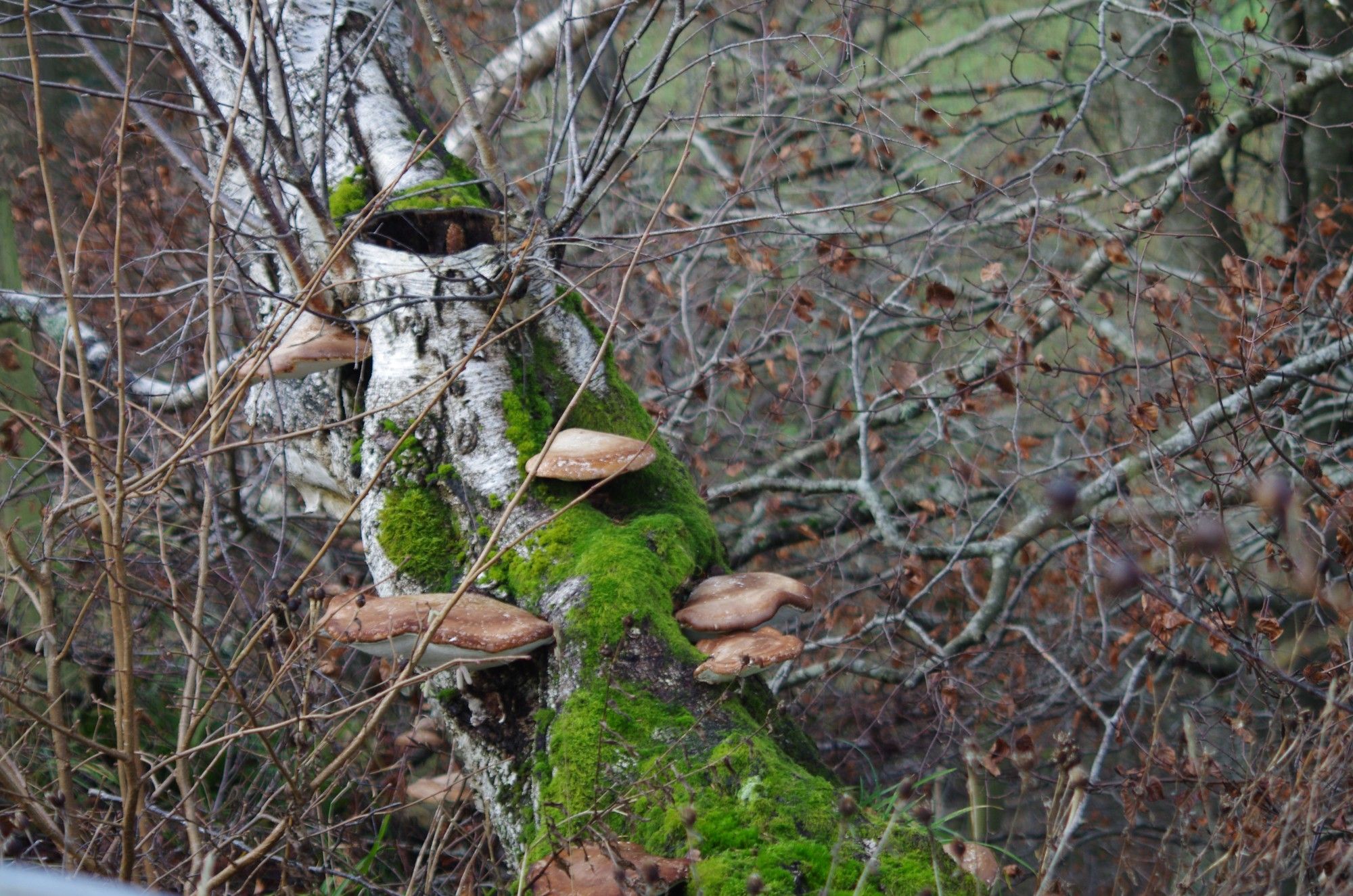 Bracket fungus and moss on a decaying silver birch tree.