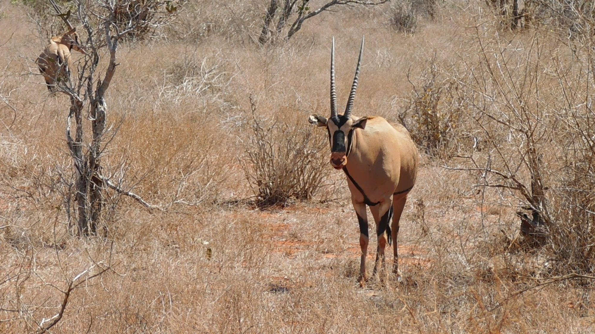 Eine kenianische Gazelle in der Savanne