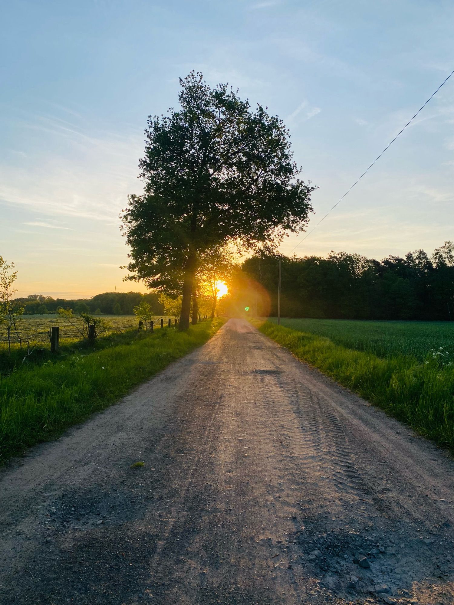 Feldweg, links und rechts grün, ein dunkler Baum, und die Sonne, die durch die Bäume durchschneint