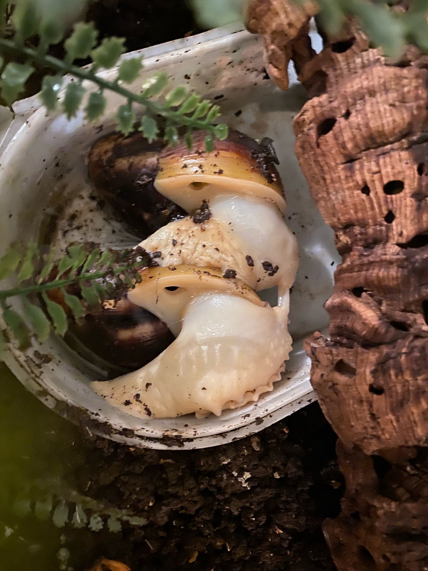 Zwei AchatSchnecken, die sich in der Badewanne befruchten. Rechts Holz, links Grünzeug