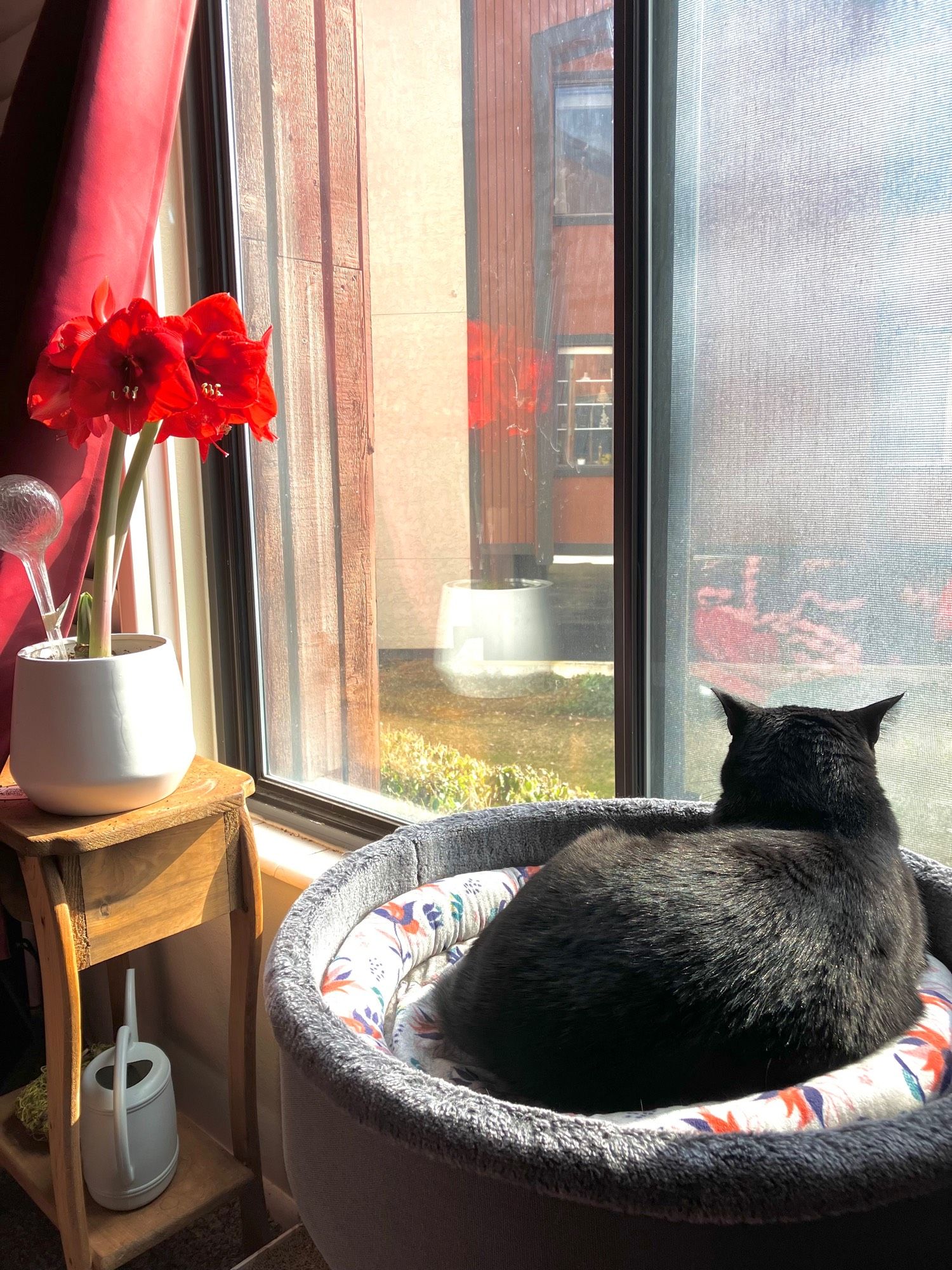 A black cat in a raised cat bed staring out a sunny window, near a vase of red amaryllis flowers