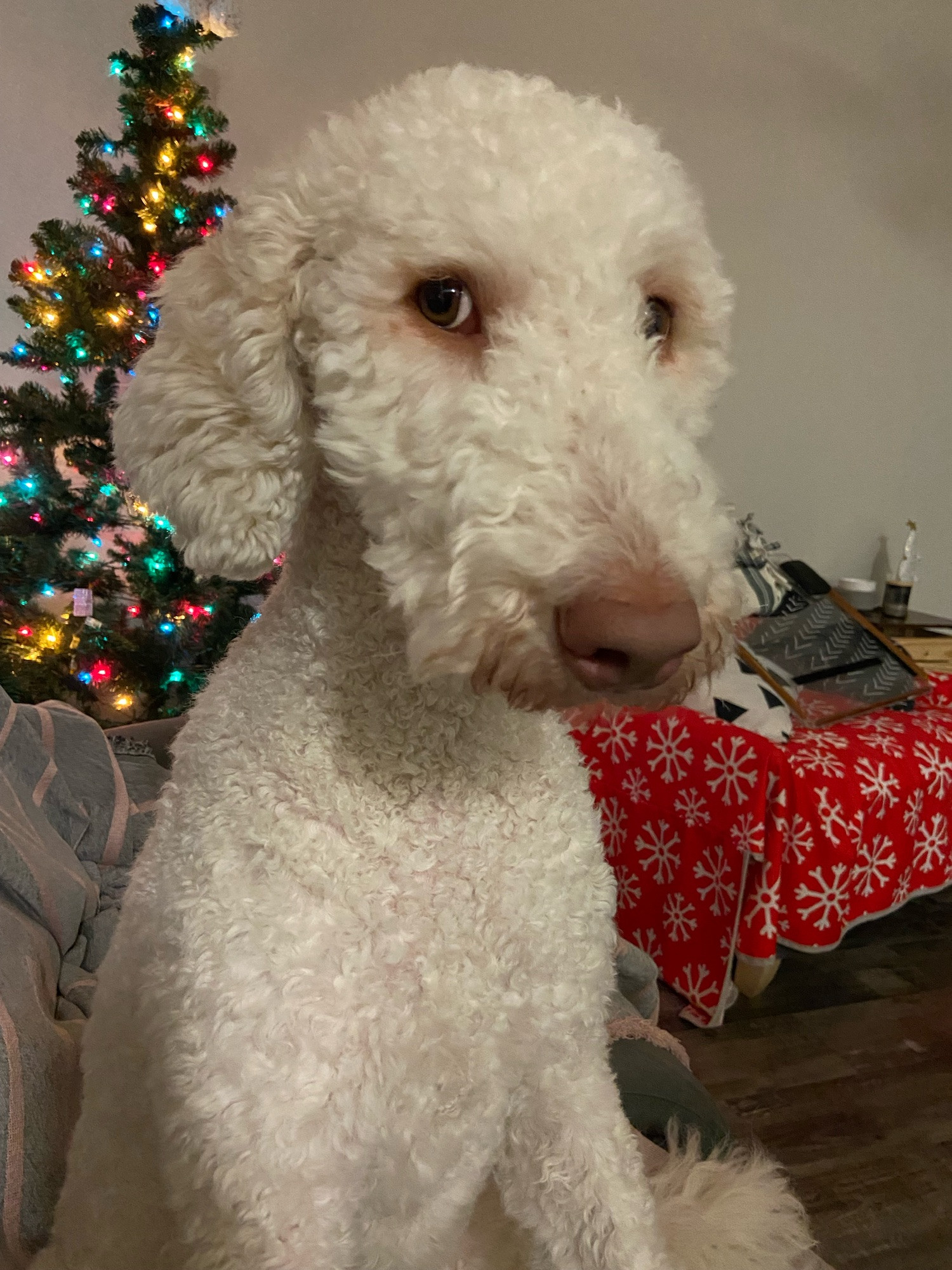 Photo of a white curly haired labradoodle named Kali who is harassing me to pet her. She is sitting next to me on the couch chasing my hand, and sitting in front of my Christmas tree. There’s also a stupid chair I hate with a Christmas cover on it