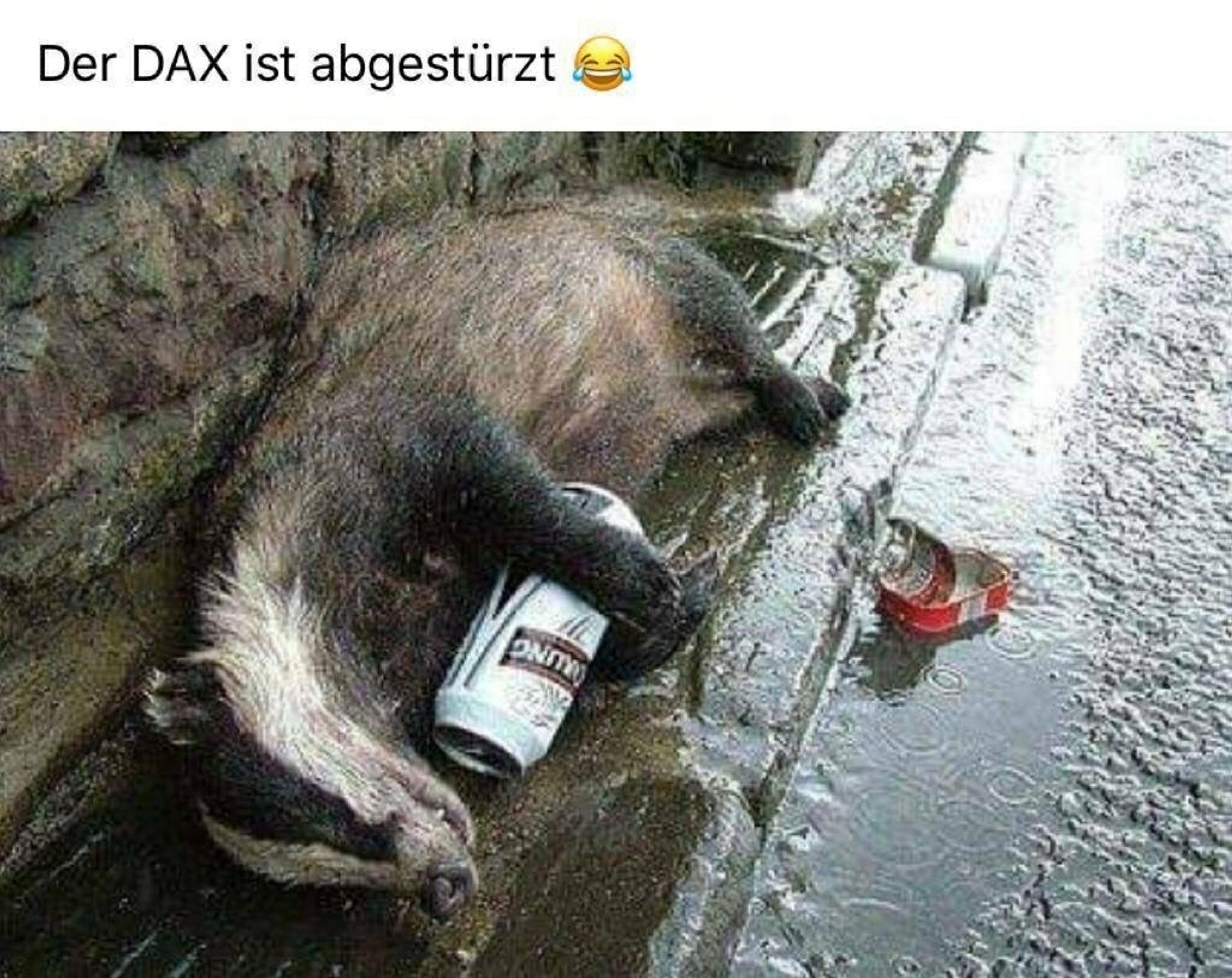 Toter Dachs mit bierdose am Straßenrand