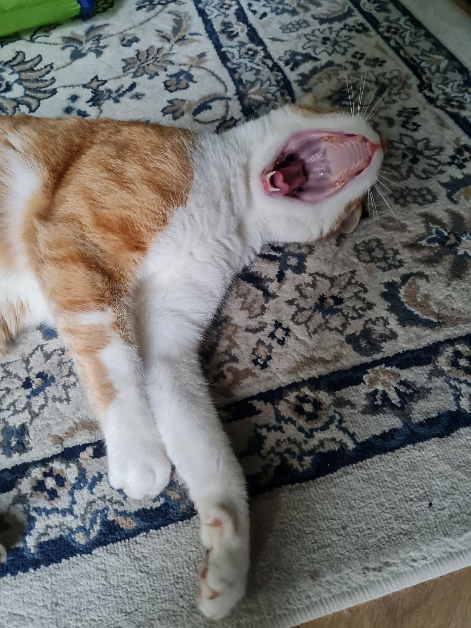 Big orange and white cat yawning at the camera