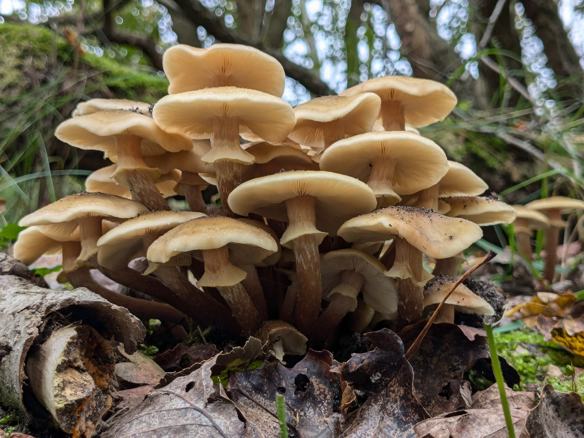 Cluster of beige and light brown coloured mushrooms photographed from below. In the background are some trees growing criss-cross. The mushrooms are surrounded by brown/ gray fallen leaves, twigs and green moss.