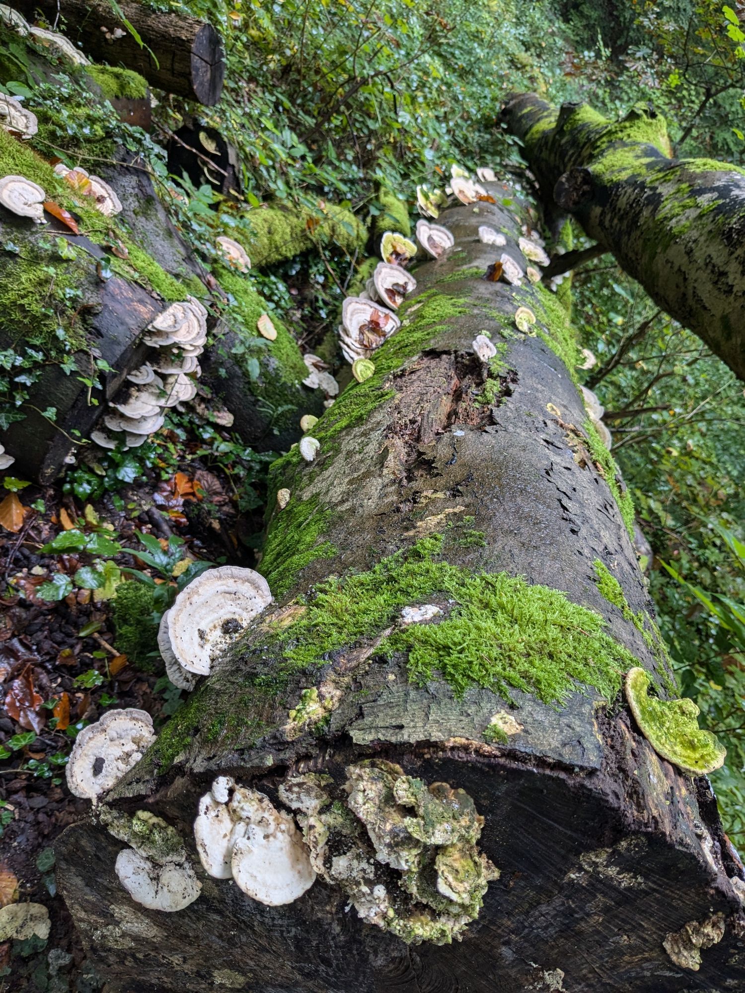 Fallen tree in a Forrest, overgrown with moss. mushrooms are growing out of the side of the tree and all around the tree