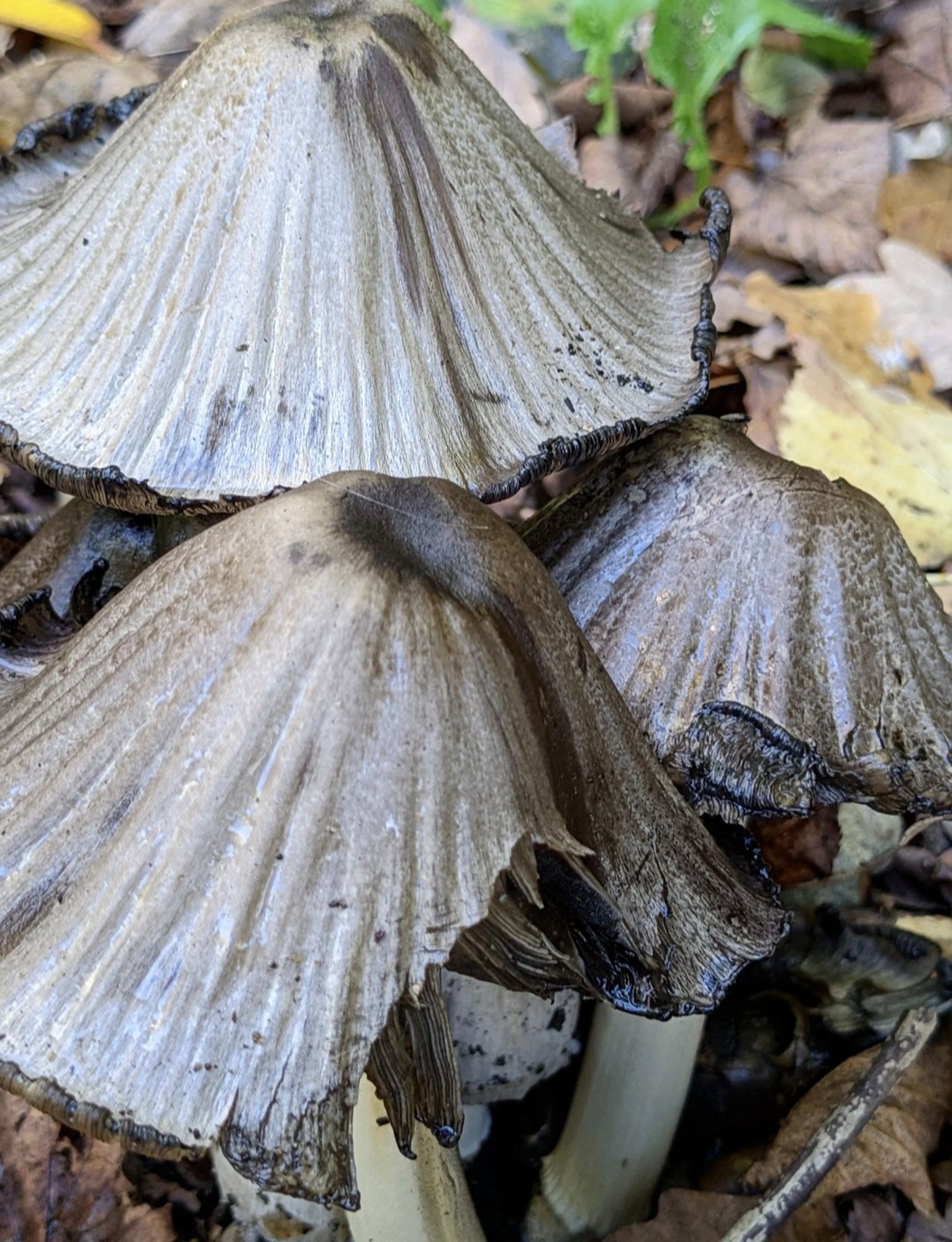 Three grey and shiny iridescent looking mushrooms