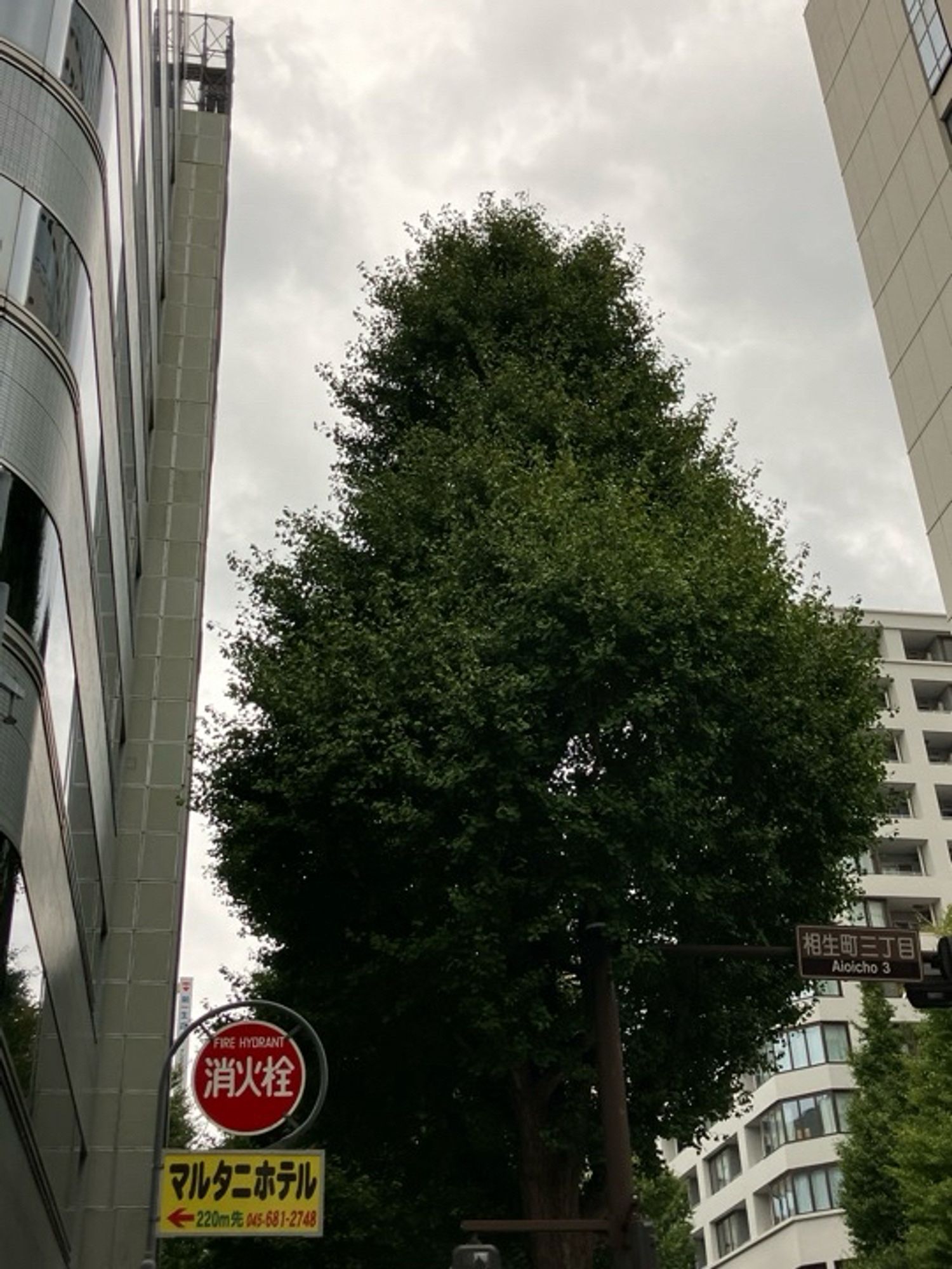 関内大通り交差点脇のイチョウです。