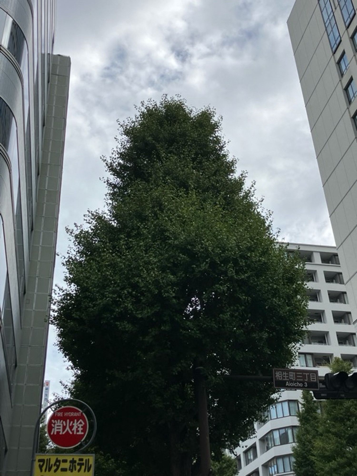 関内大通り交差点脇のイチョウです。