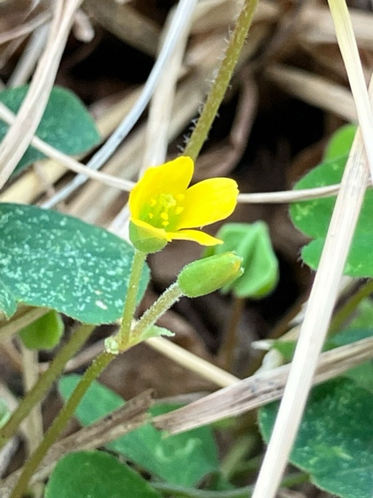 関内大通り交差点脇の小さな草花です。