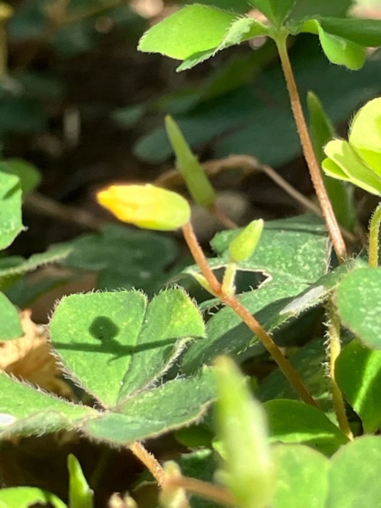 関内大通り交差点脇の小さな草花です。
陽射しが強いので影がくっきりと葉にうつっています。