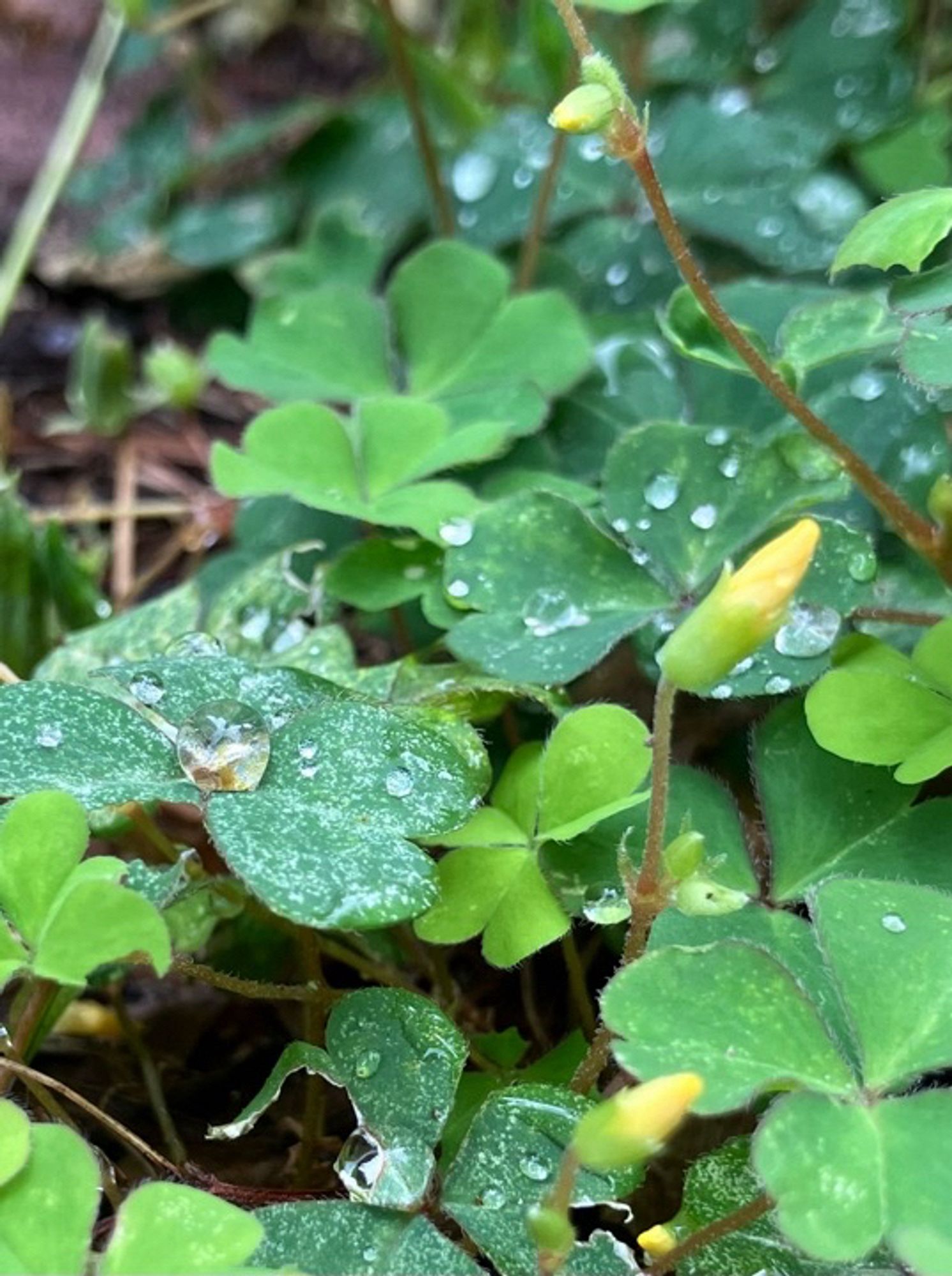 関内大通り交差点脇の小さな草花です。雨粒がきれいです。