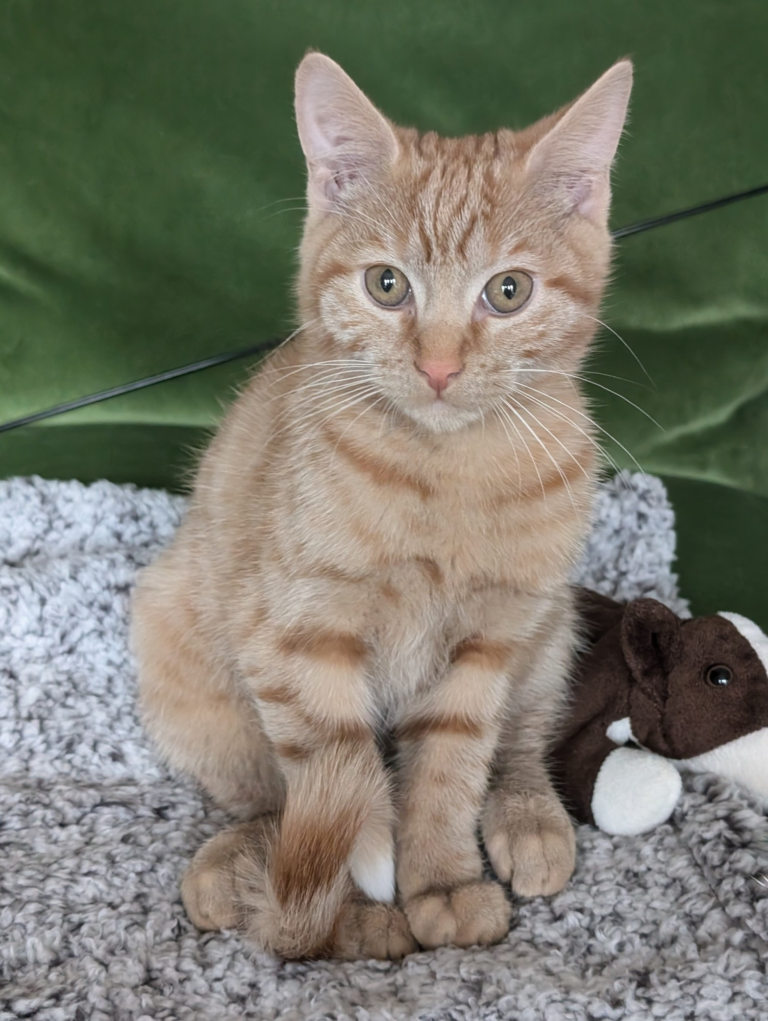 Close up of Darwin, our new three month old ginger tom, sitting upright on a green sofa, on a grey fluffy blanket with a small stuffed dog. Darwin is looking directly into the camera.