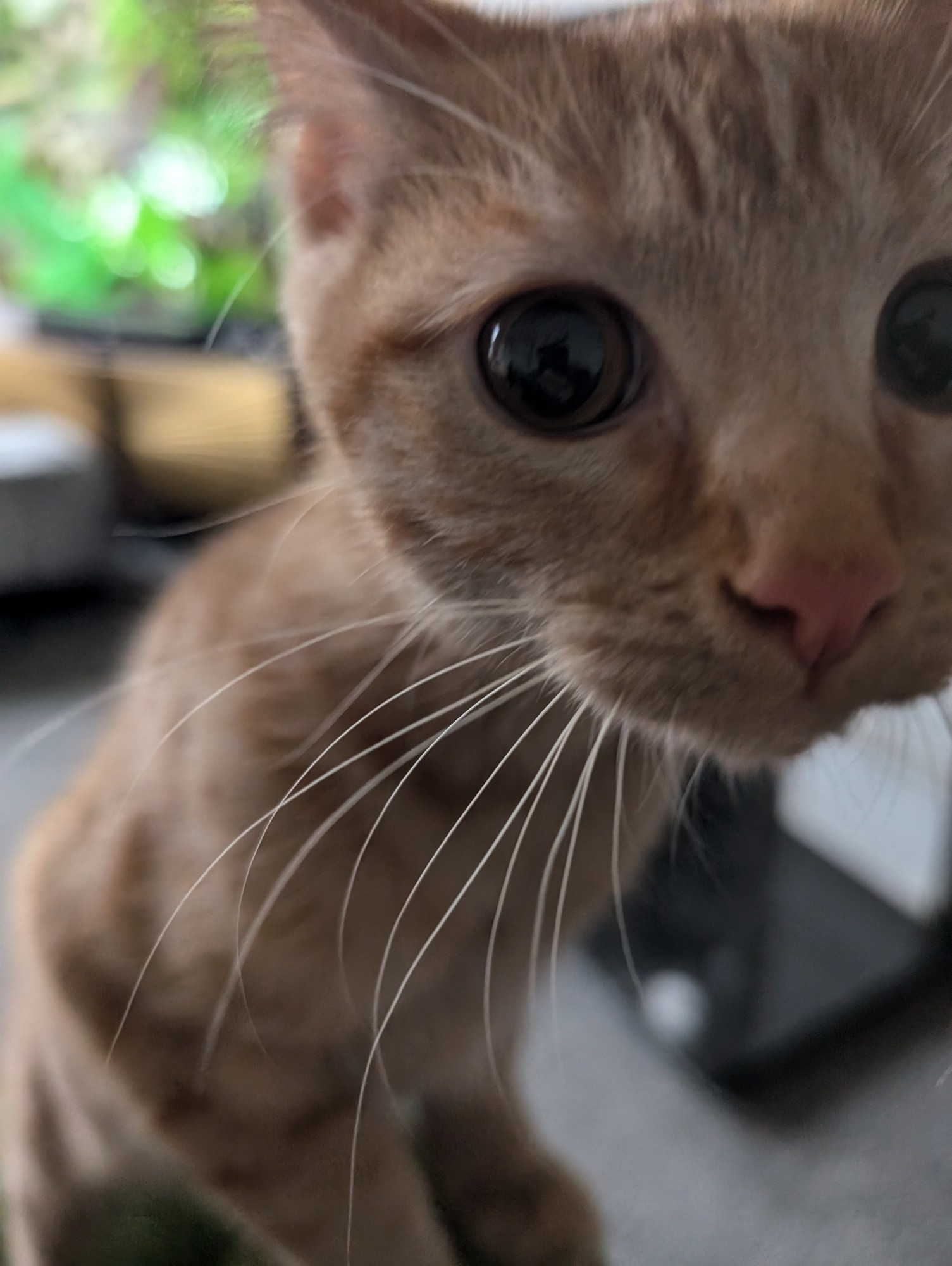 3 month old ginger male kitten, staring into the camera. Perspective makes head look very large.