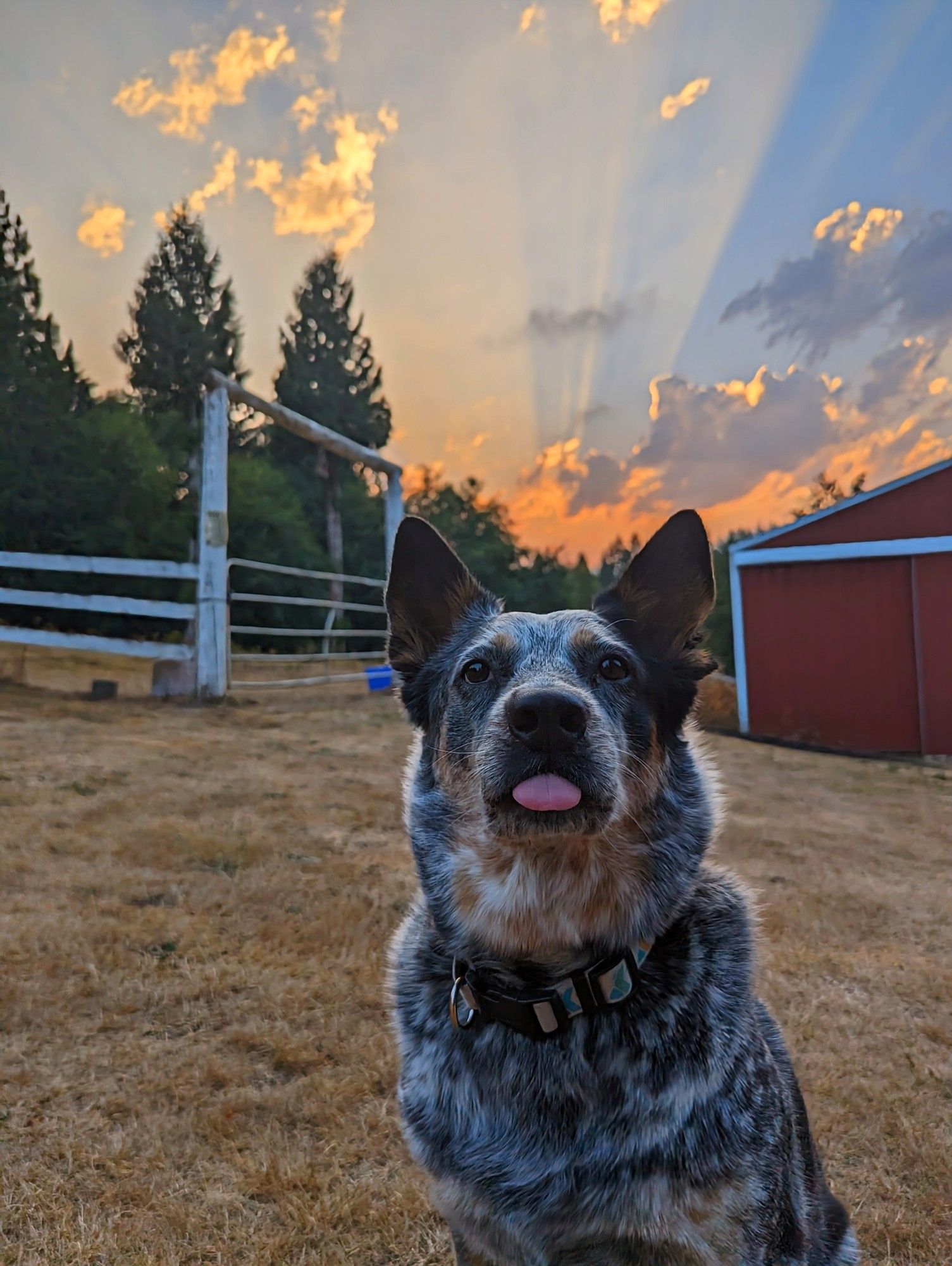 A blue heeler Gus sits before you. He is just sort of being called brindle, with black and white and brown fir all swirling together with the slightest affect of blue almost like an illusion in certain light, and big triangle sticky uppie ears and a big black nose and a healthy pink tongue that is doing a blep just a modest wide blep. And behind him is a fading sunset interrupted by clouds that make bands of light at a nearly perpendicular angle to the horizon, blue fading into peach with flowing orange pink just before the sky dips below the tree line.