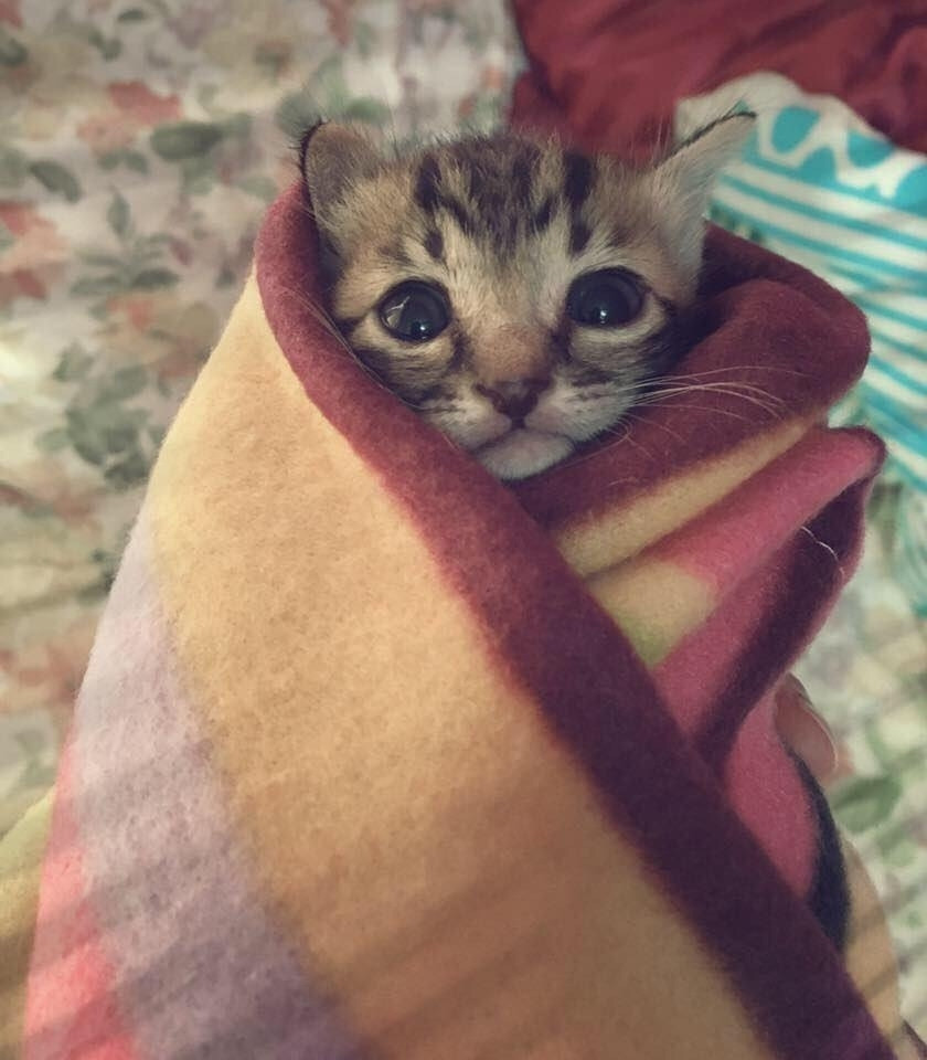 A tiny little baby kitten with brown and gray coloring wrapped tightly in a big blanket that is the color of various sherbets and wine.