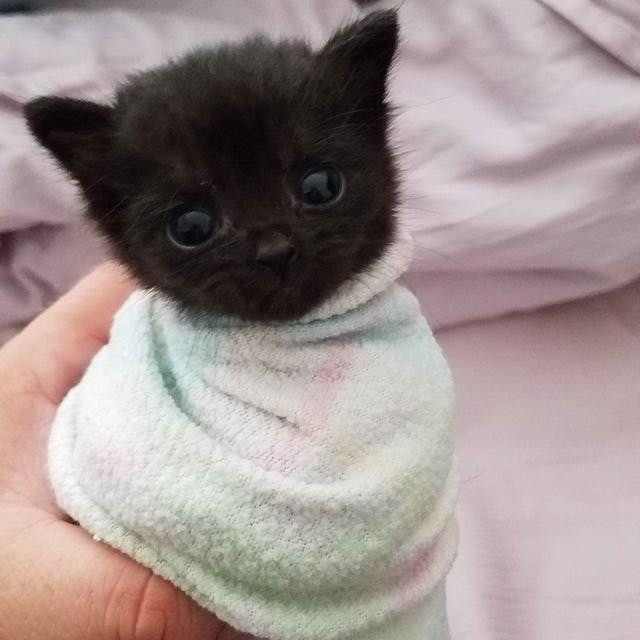 A void kitten with big ol eyes looking innocent while wrapped in what looks like a baby blanket