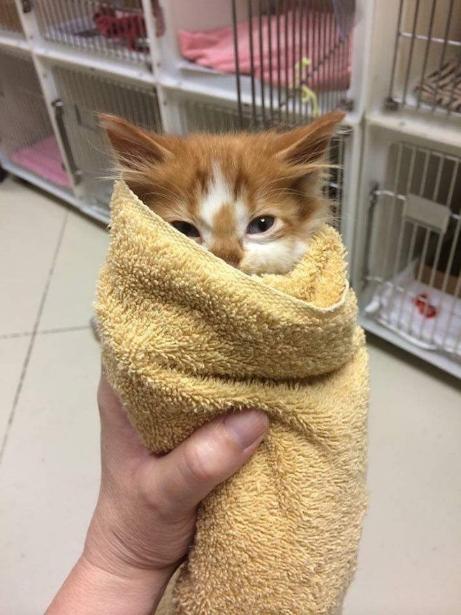 An orange and white kitty looking as eepy as can be wrapped in a yellow towel, looking very snug