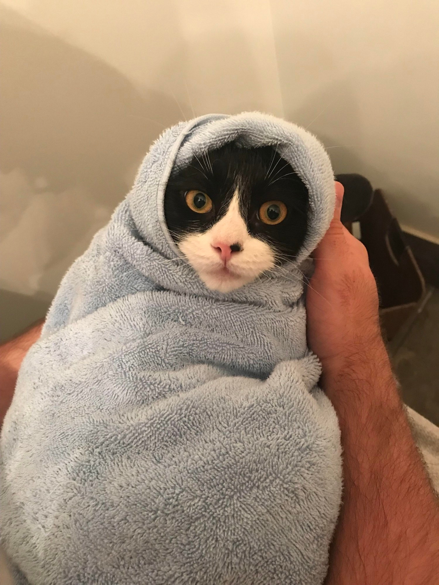 A tuxedo cat wrapped in a blue towel so well you can't even see his ears! What a guy!