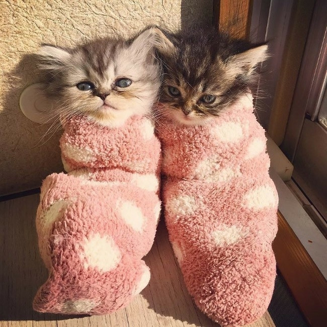 Two baby kittens tucked into little burritos of pink white dotted blankets, looking content and confused and grumpy