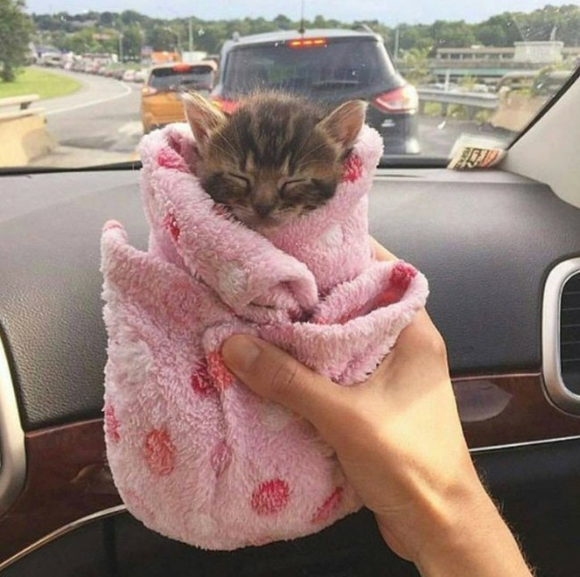 The tiniest brown and gray baby in a pink towel wrapped and asleep being held in a car with a single hand because so small