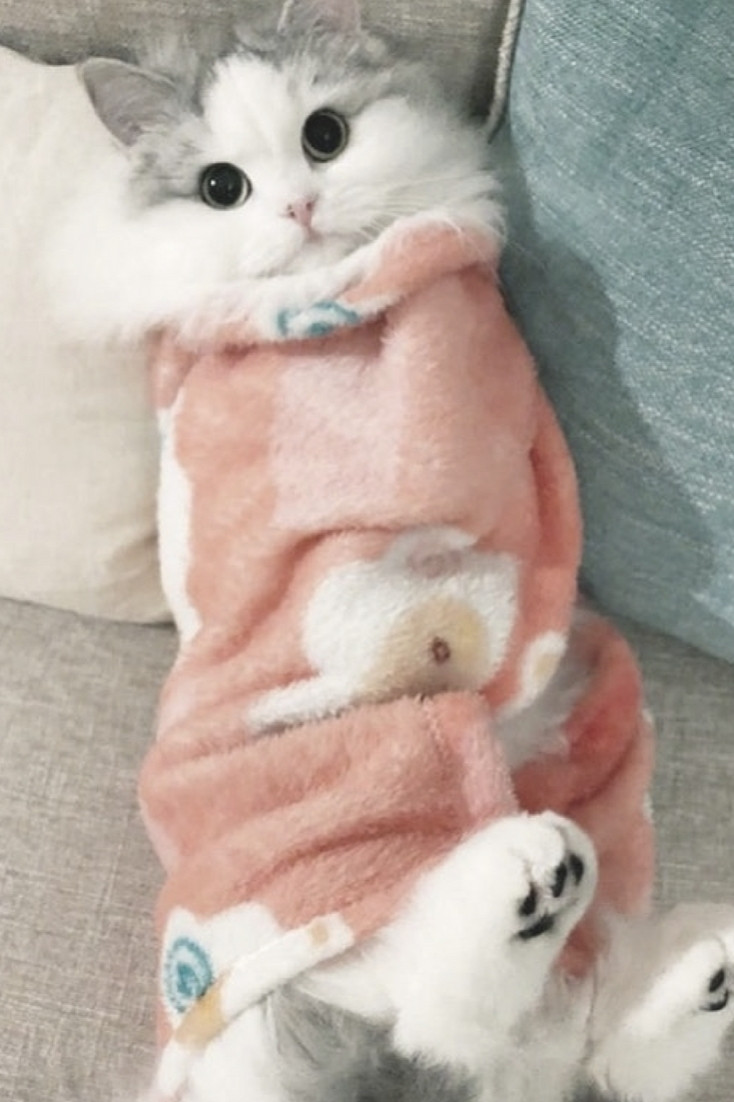 A cat who is a white and gray fluffy cloud who isn't fluffy right now is wrapped in a light pink blankie