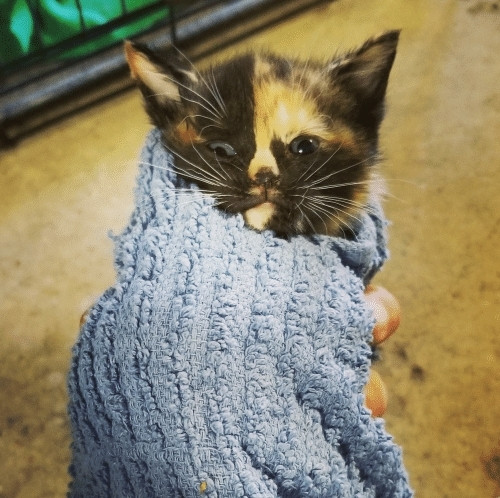 A calico with gray blue eyes, black and orange almost yellow coloring, wrapped in a light blue blanket looking eepy