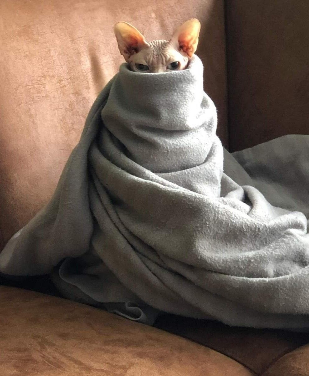 A hairless cat standing on a couch wrapped in a blanket looking like an anime character glaring at you