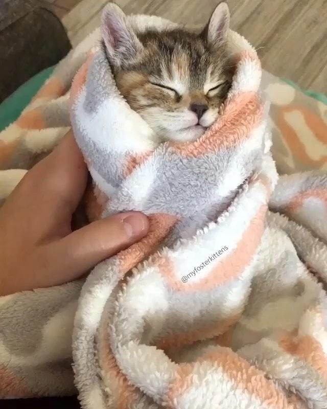 A brown and gray and white kitten in a blanket that is white and peach and sort of a grey blue and this one is sound asleep so comfy!!!