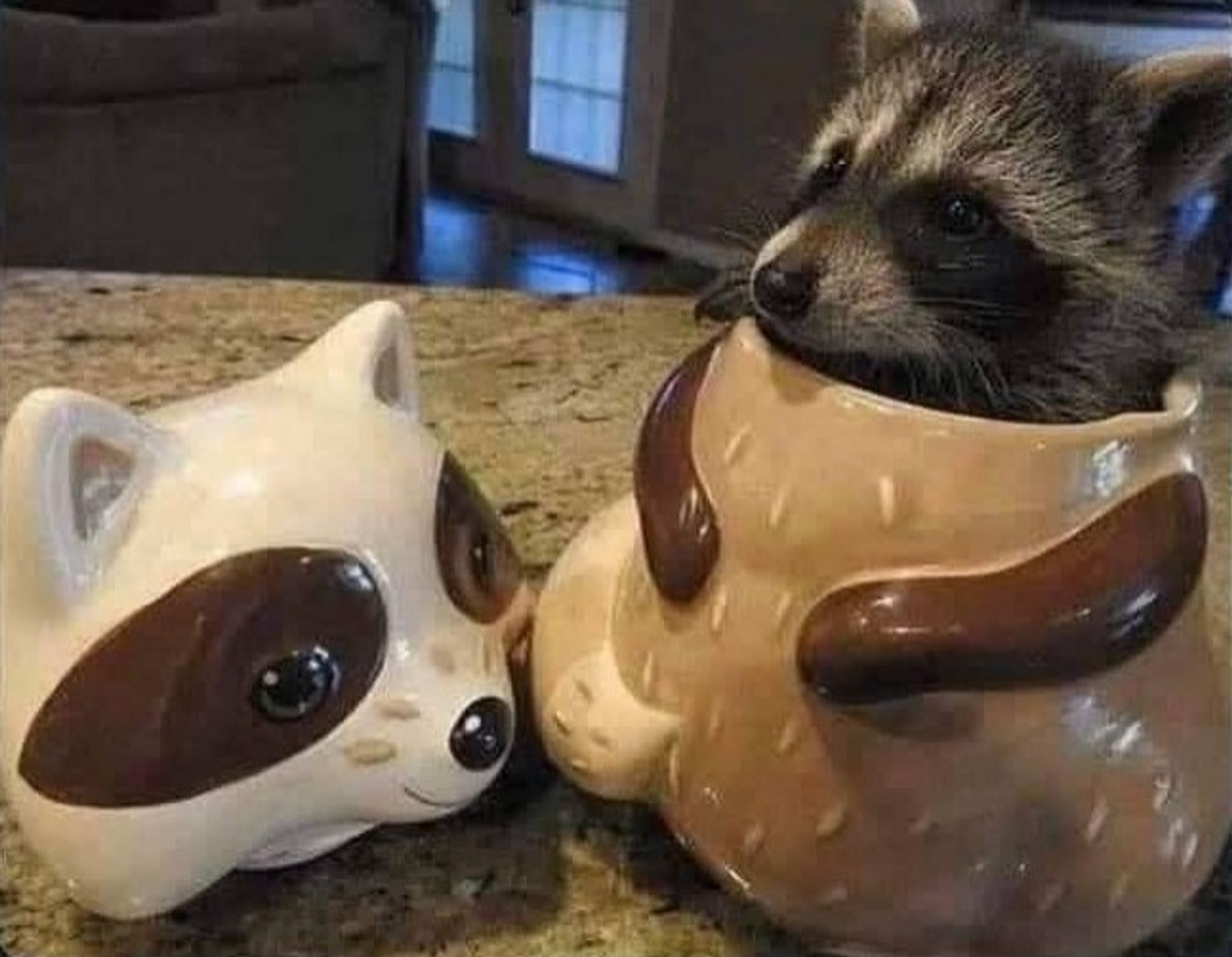 A racoon cookie jar. The head of the racoon is off and a real raccoon is in the cookie jar so there's a real head where the cookie jar head should be