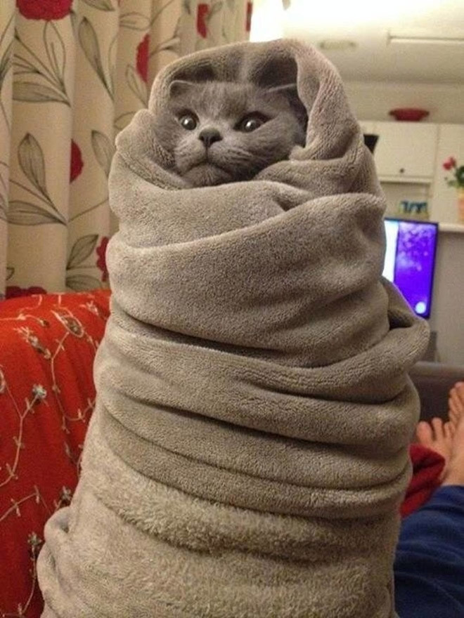 A a Scottish fold wrapped in a gray blanket looking like the god emperor of dune