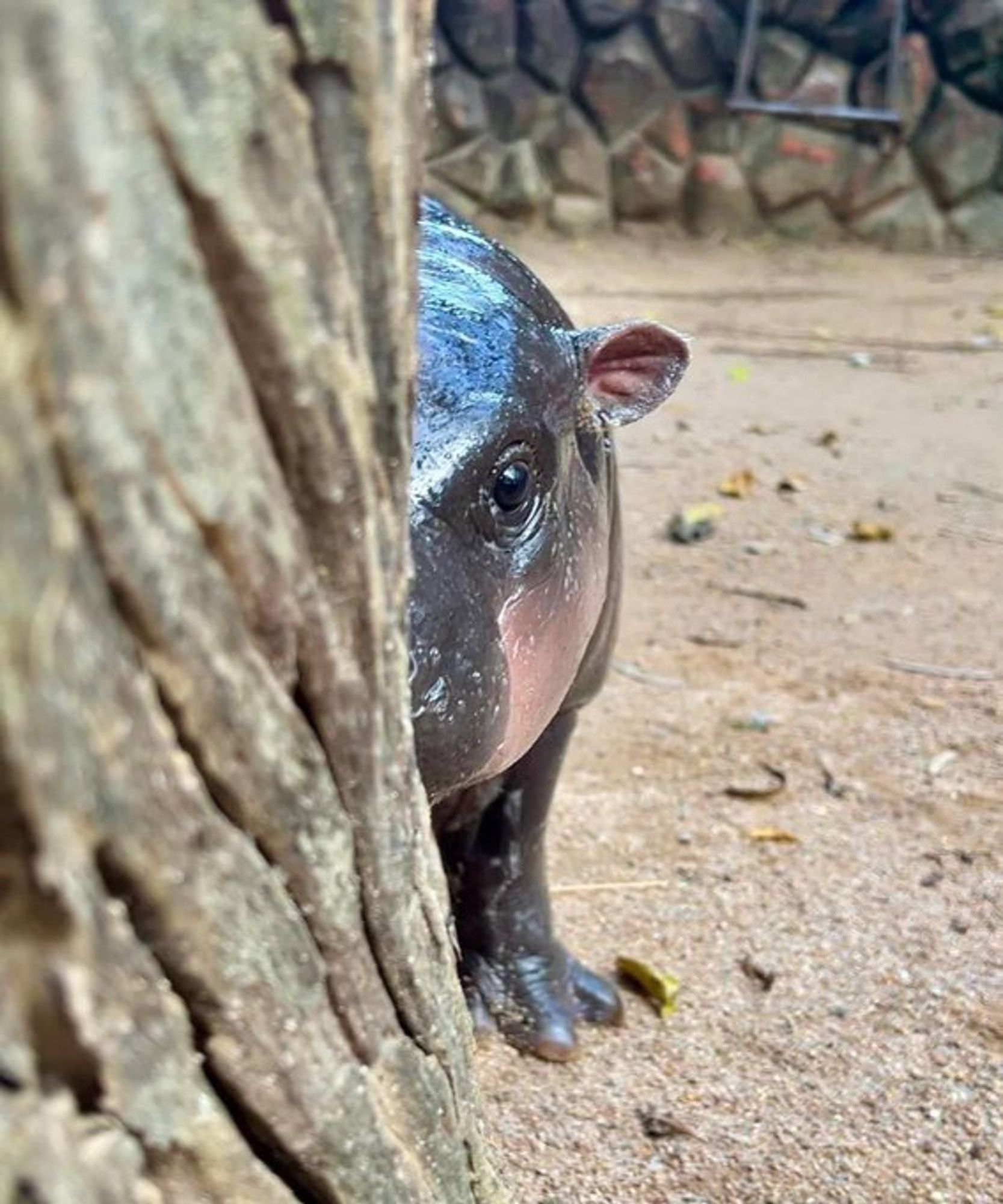 Moo Deng half hidden by a large tree so only one side of her face shows and it looks like she's spying on someone