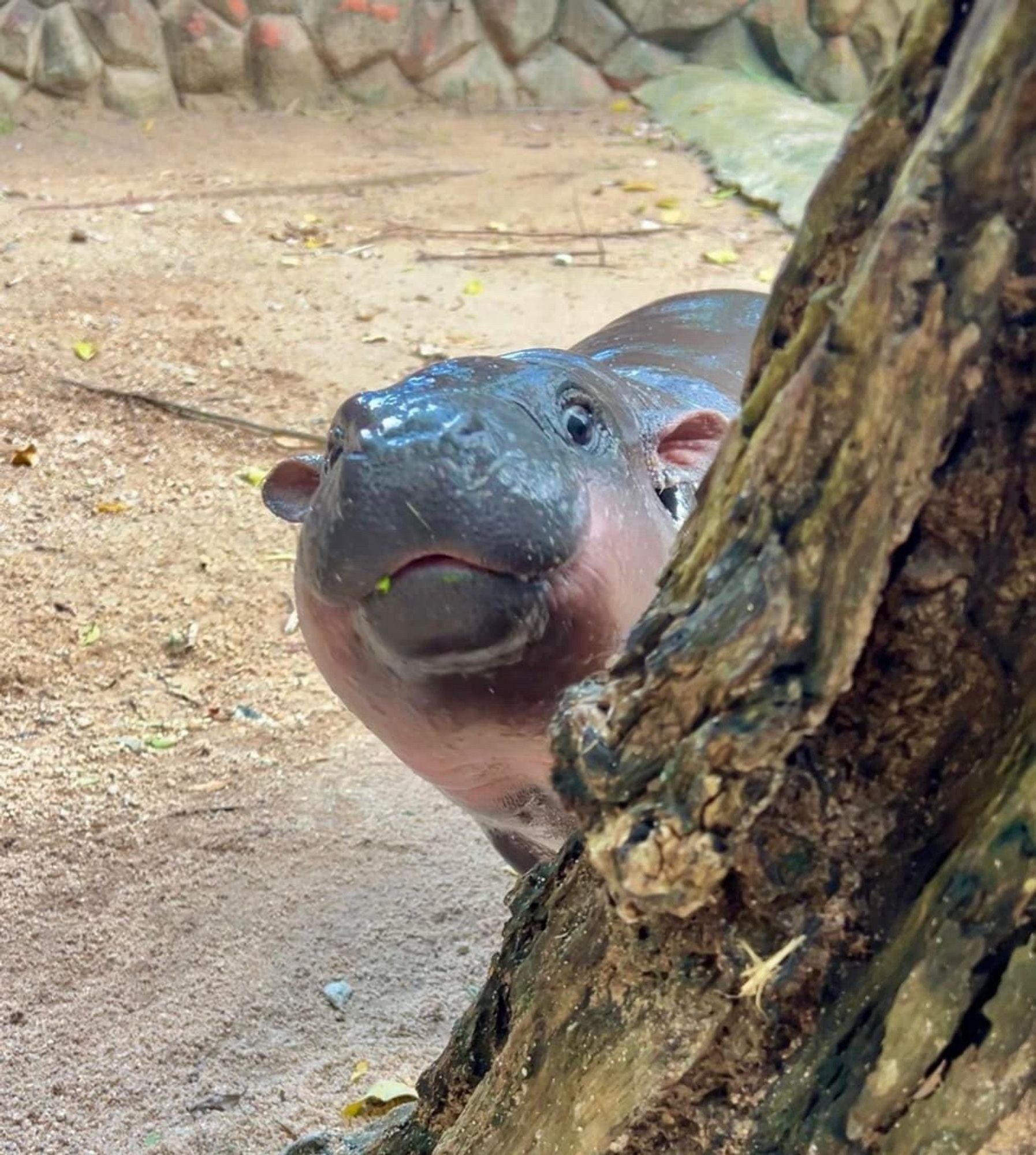 Moo Deng half hidden by a large tree but she is peeking around and looking curious and maybe a little hopeful