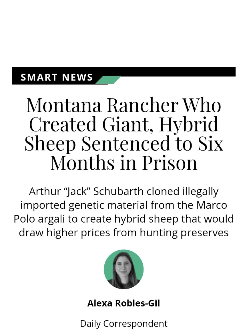 Screenshot from Smithsonian site: Montana rancher who created giant, hybrid sheep sentenced to six months in prison. Arthur “Jack” Schubarth cloned illegally imported genetic material from the Marco Polo argali to create hybrid sheep that would draw higher prices from hunting preserves. By Alexa Robles-Gil