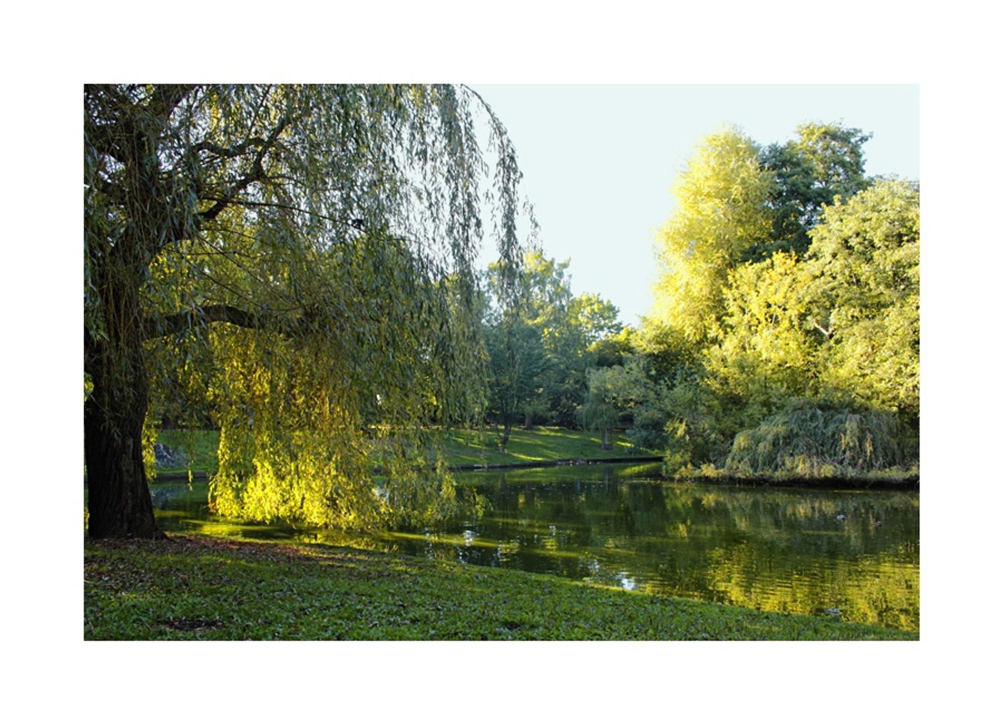 Fotografie, Farbe, Querformat, weißer Rand;  
Ausschnitt eines Parkes in verschienen, hellen Grüntönen. Am linken Bildrand - der Stamm einer Trauerweide, deren Äste nach rechts bis zur Mitte ins Bild ragen. Die beblätterten Zweige hängen bis zur Wasseroberfläche am Ufer des davor befindlichen Teiches, in dessen Mitte wiederum eine kleine, dicht bewachsene Insel mit Sträuchern und Bäumen im Anschnitt zum rechten Bildrand zu sehen ist.  Weiter im Hintergrund links und mittig - eine Uferböschung. Dahinter ein weiterer Teil des weitläufigen Parkes. Die Trauerweide sowie die Bäume der Insel sind sonnenbeschienen und spiegeln sich im Wasser.