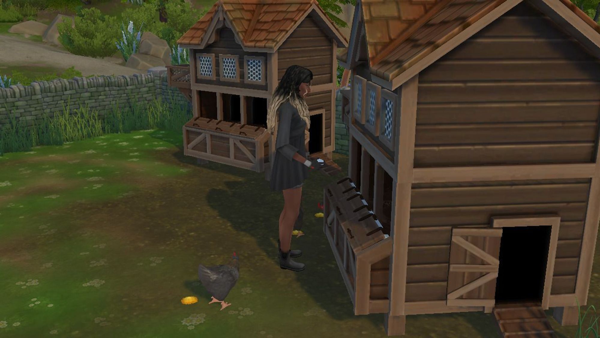 Luna collects eggs from 1 of 2 brown chicken coops in front of her. A black hen is seen standing behind her eating food off the ground.