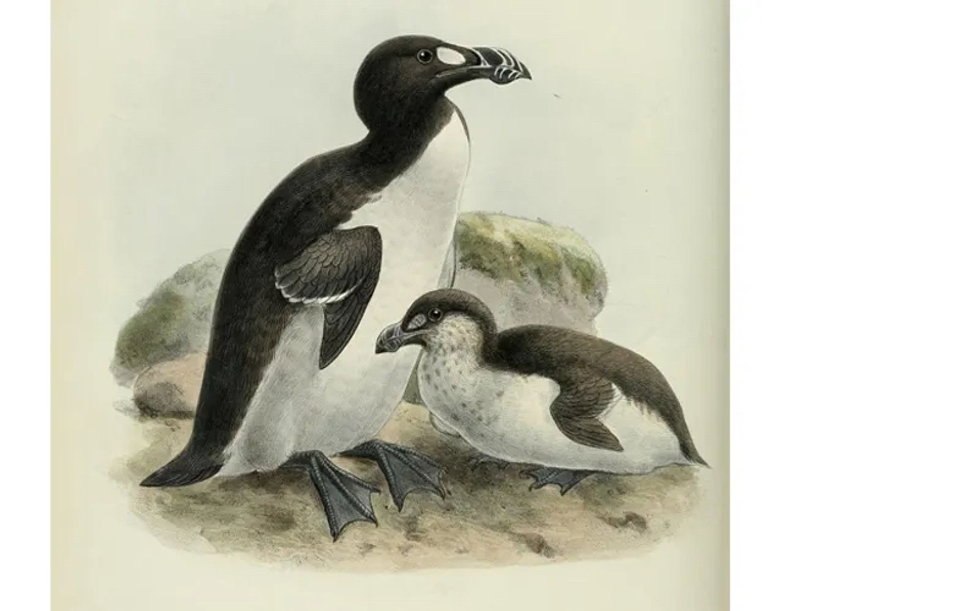 Illustration of an adult and a baby great auk. The birds have a black back and head, white front and dark blue feet. They look remarkably like penguins, though are not related.