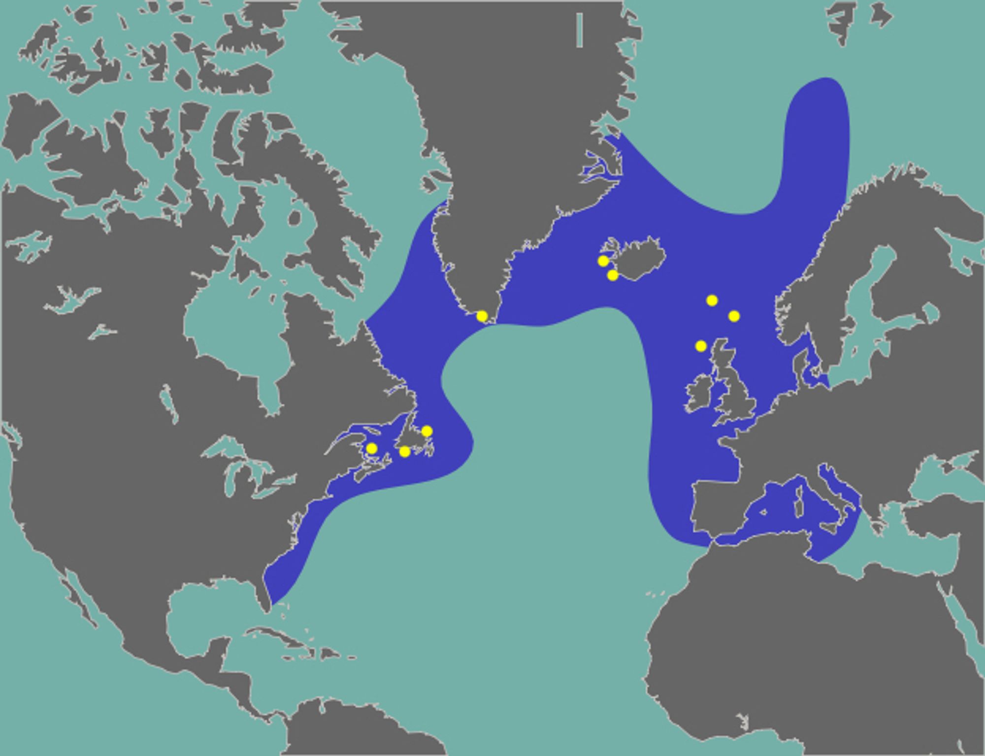 Map from Wikipedia of the range of great auks and their known breeding grounds. Great auks were found in the North Atlantic across most of Europe and the east coast of North America. Only a few known breeding grounds are shown in Iceland, Greenland, north of Scotland and in the US.