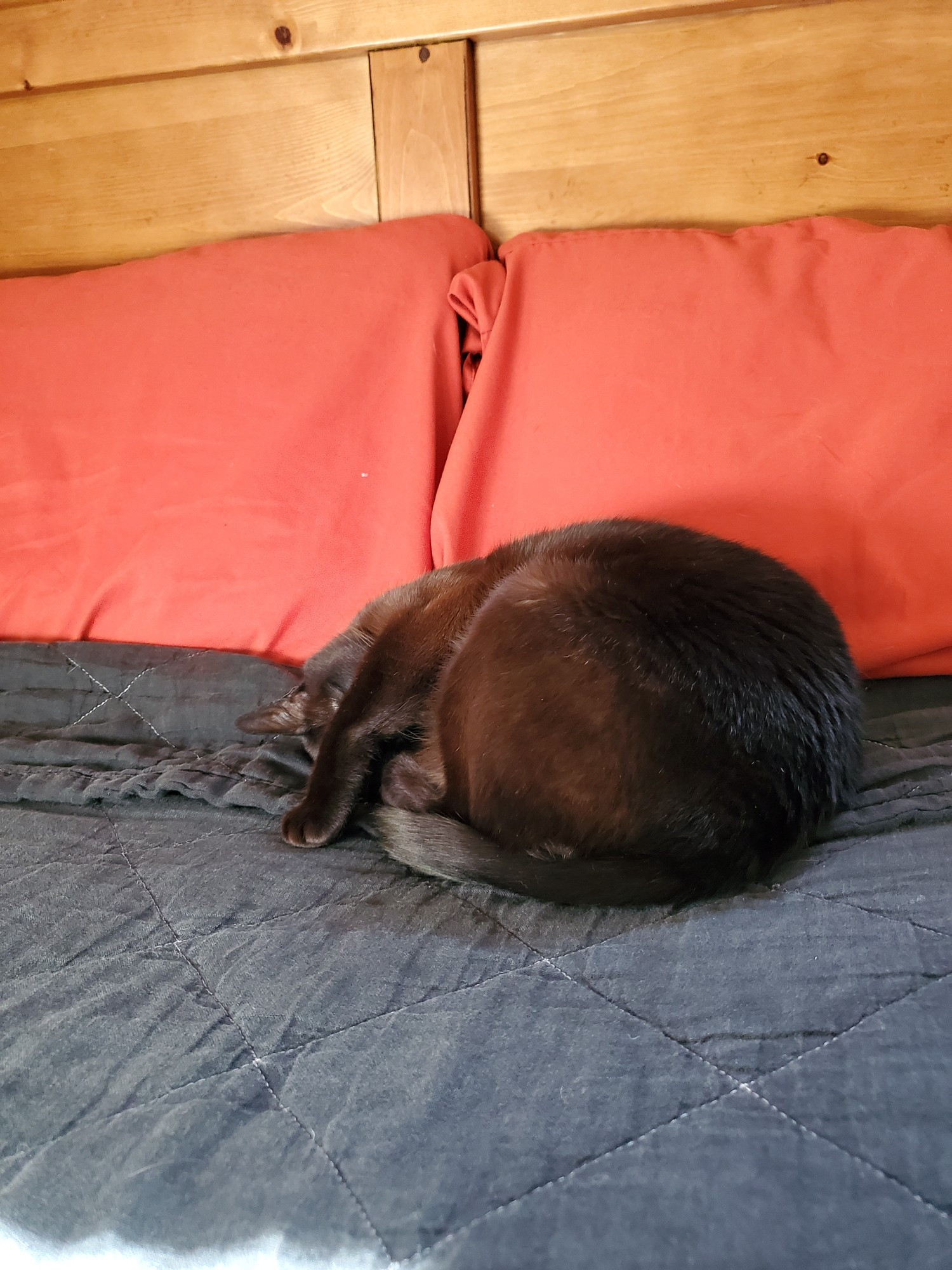 a brown burmese cat curled up in a ball, with an arm over its face