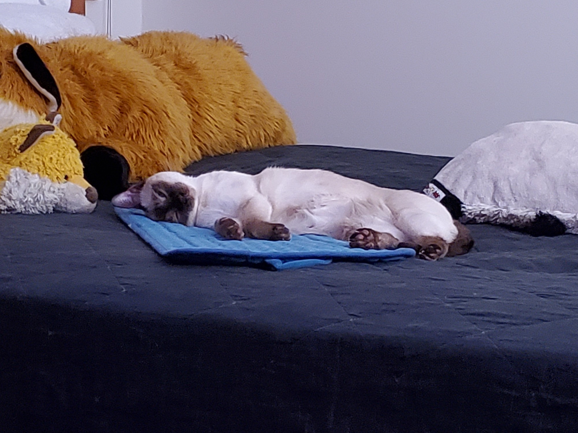 a siamese cat laying its side with its paws towards the camera