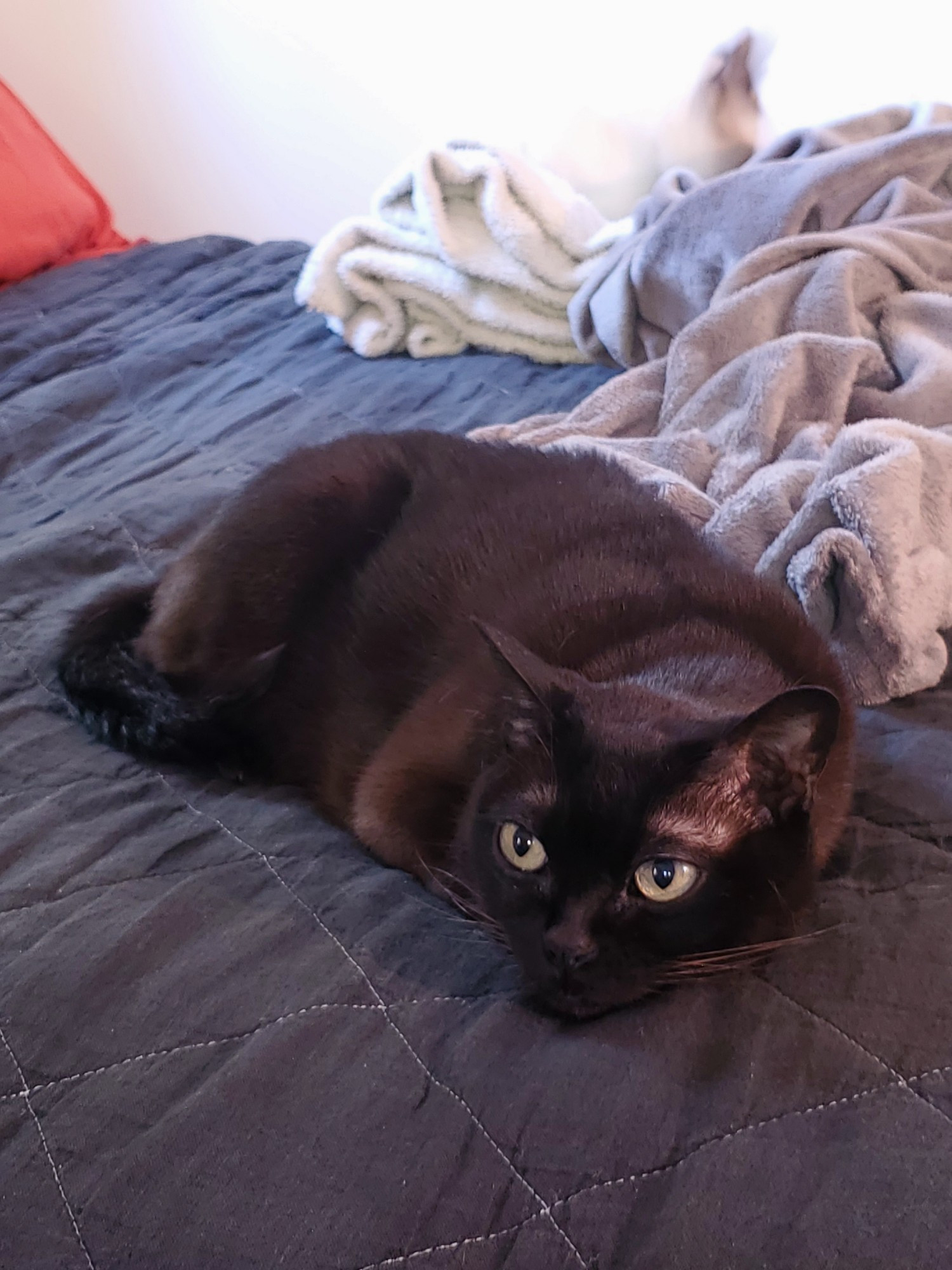 a brown burmese cat laying down and facing towards the camera 