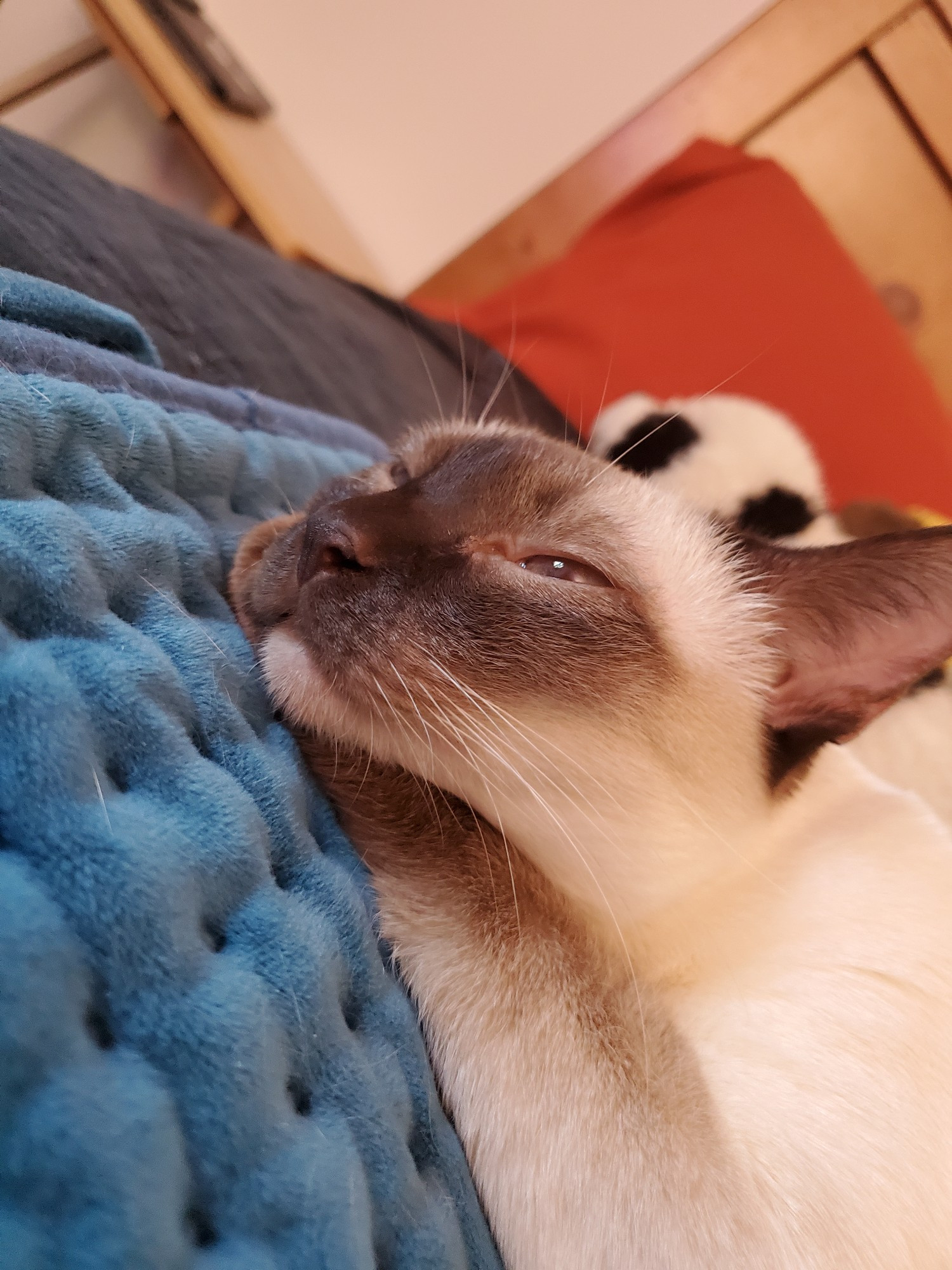 a siamese cat laying its head on its paws. 