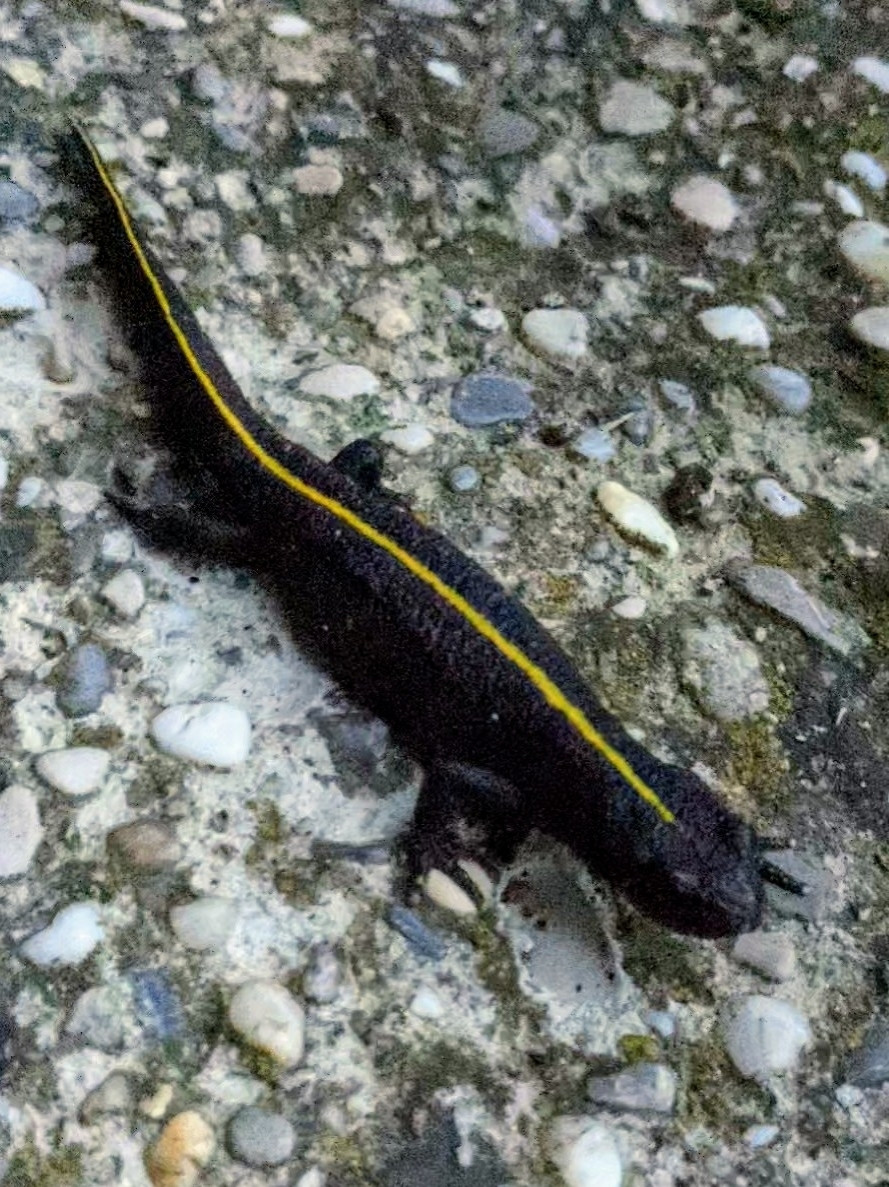 Salamander mit gelbem Streifen am Rücken sitzt auf dem Weg