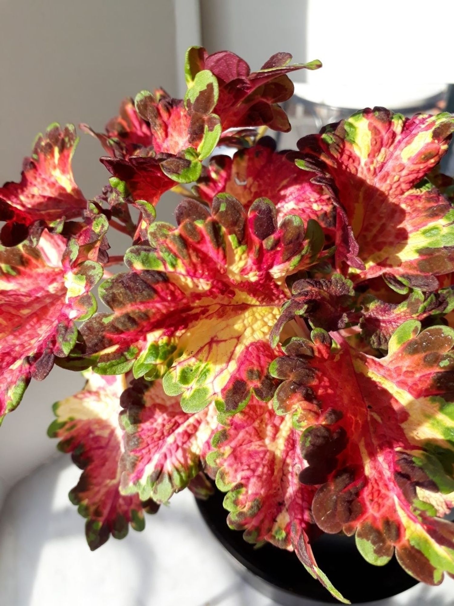 Coleus plant "Dreams Onegin". Sun lit leaves with mixed colours; red, yellow, green and brown-purple(?).