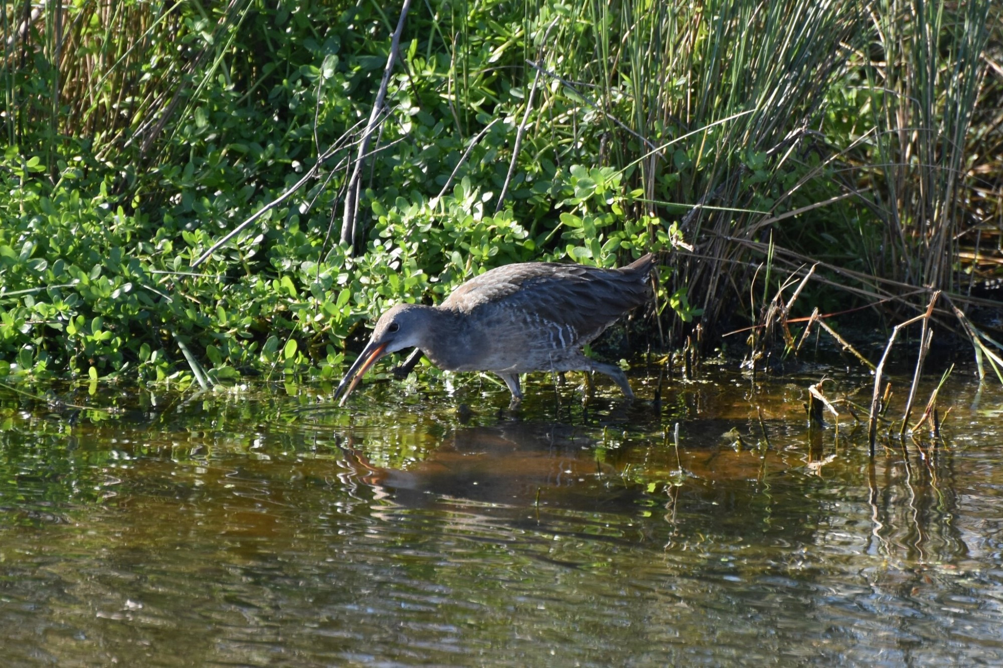 A Clapper Rail foraging on the edge of some marsh grass. Rails are often tough to spot due to their habit of staying within dense marsh grass. I've heard rails many times, but this is the first time I've seen one