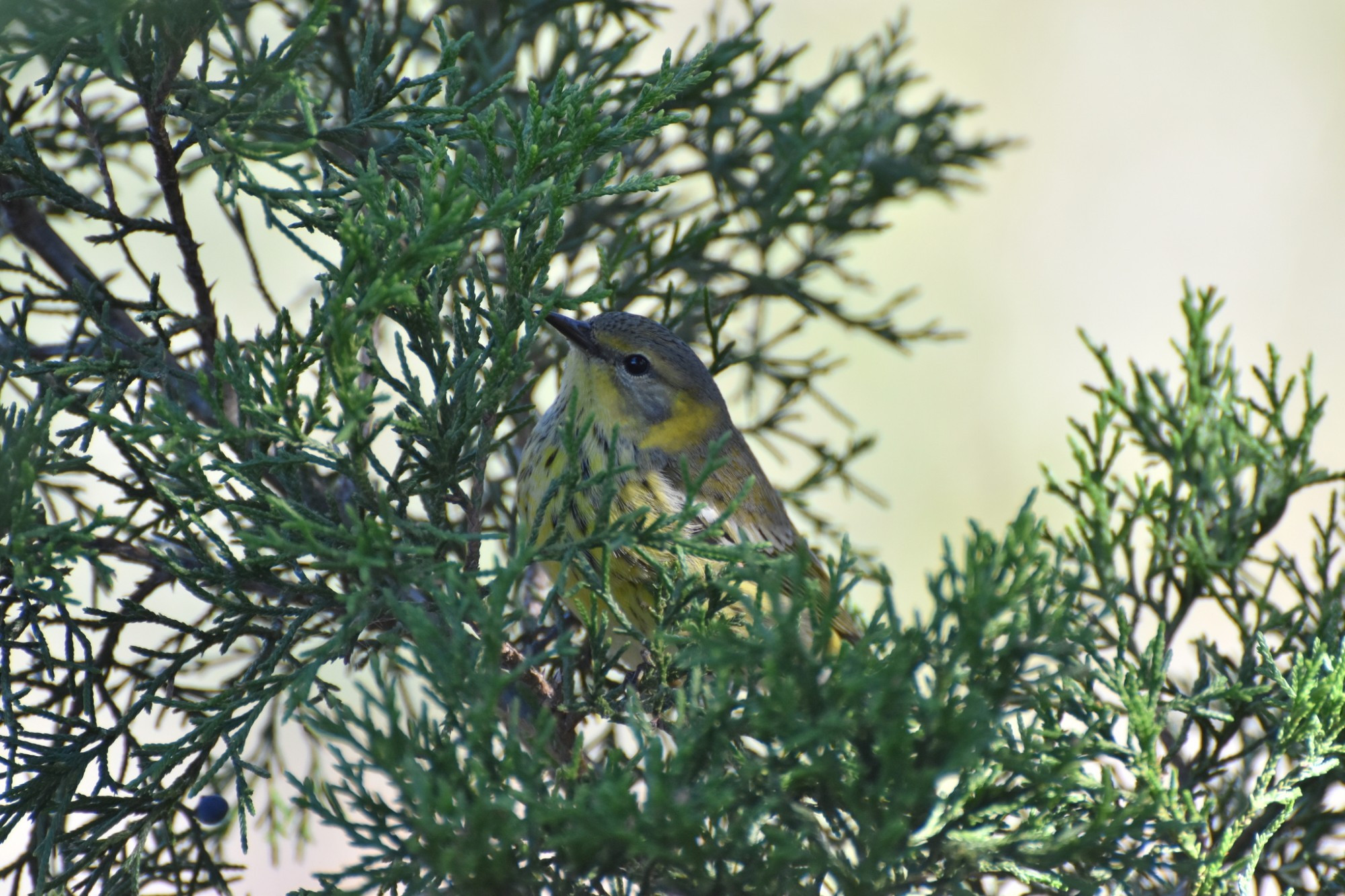 A Cape May Warbler in a juniper tree. Either a female or immature male. A nice treat after sifting through a million Palm Warblers.