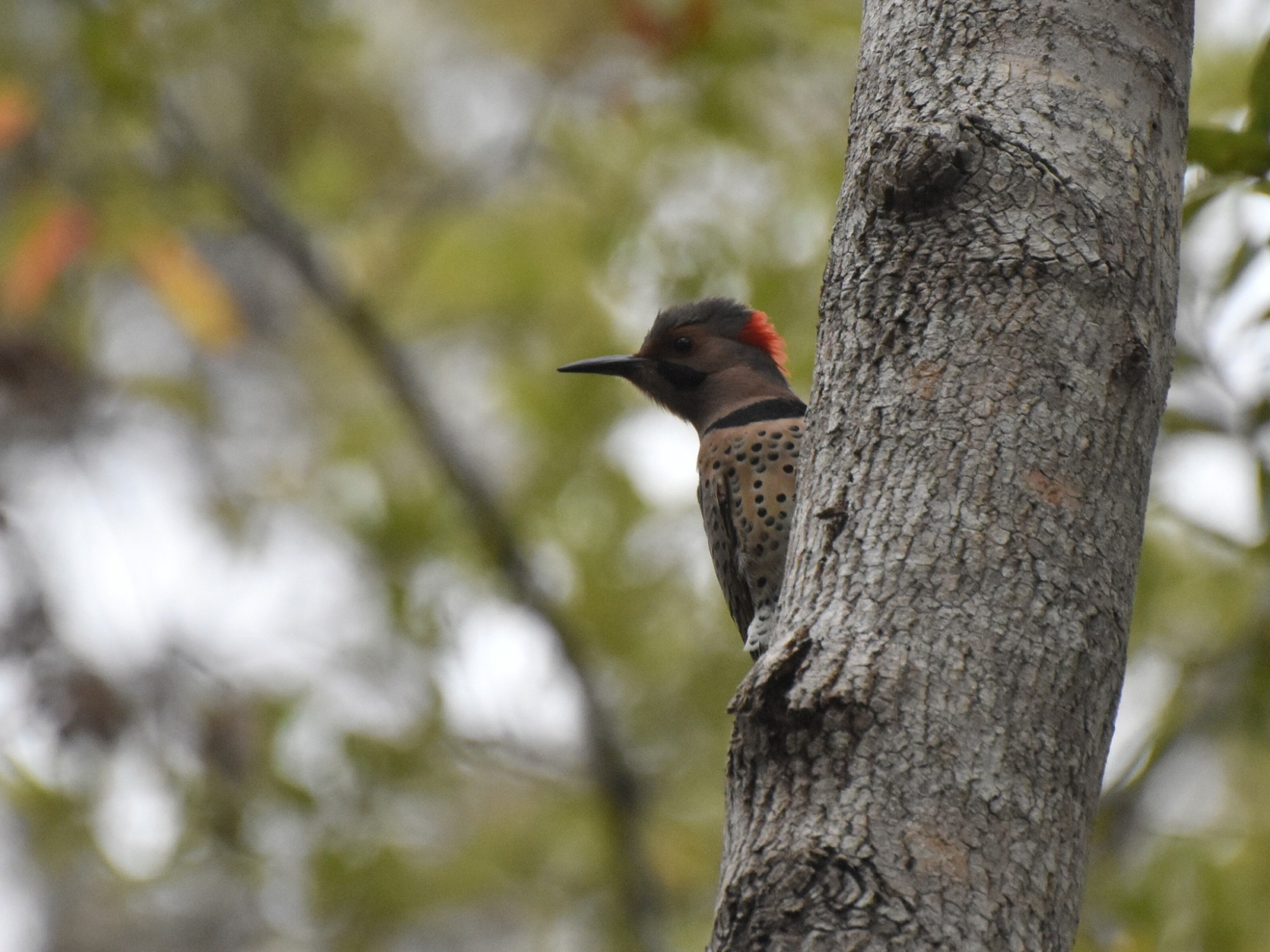 A male Northern Flicker peeking around a tree at me. I was copying the sounds he was making and did it well enough that I piqued his curiosity.