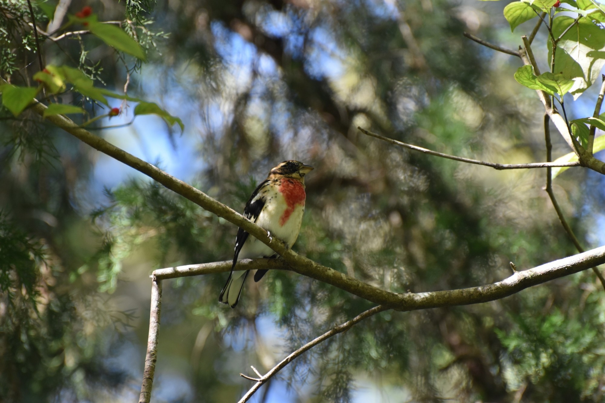 An immature Rose-Breasted Grosbeak perched in a dogwood tree. Dogwoods provide attractive berries for birds in the fall.